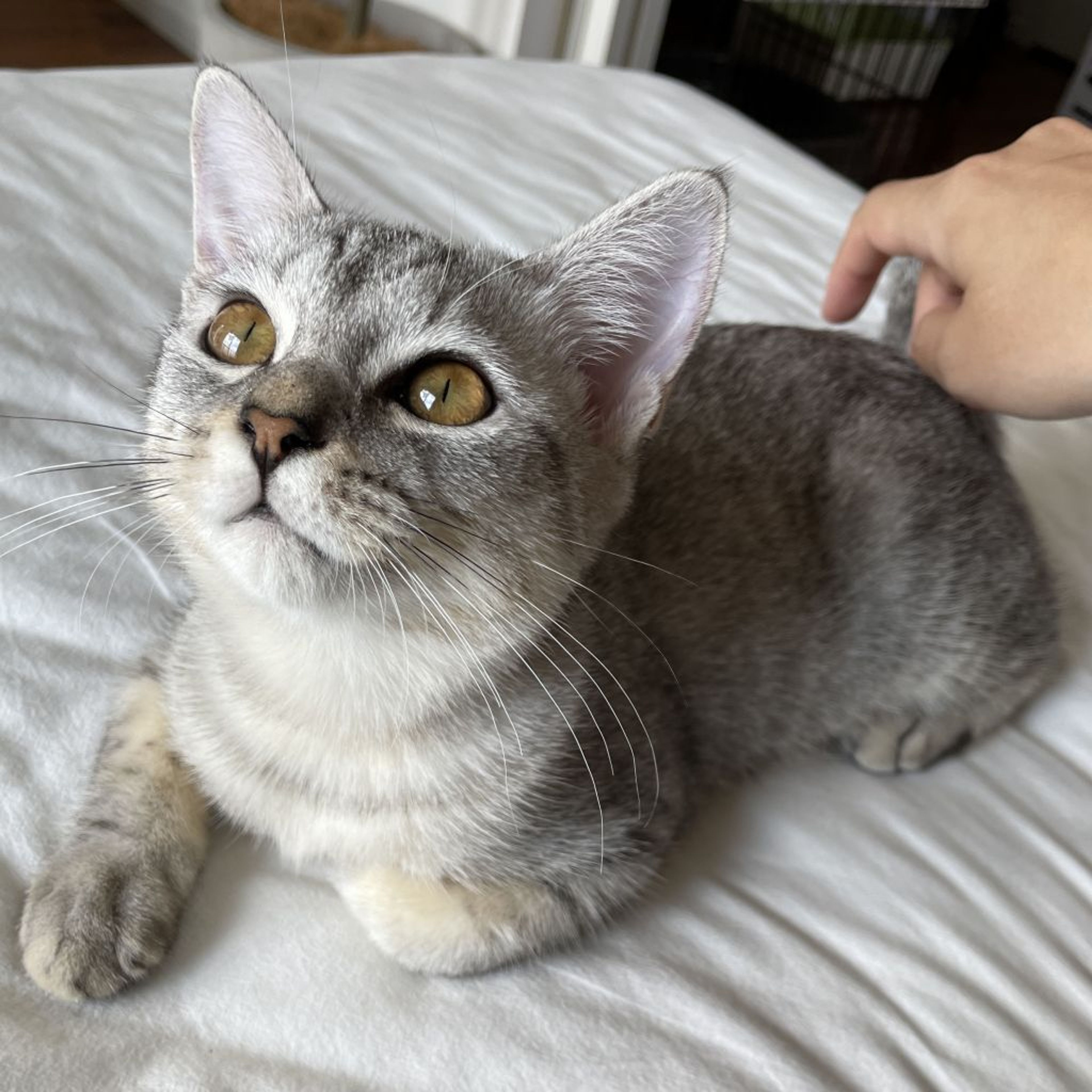 pet-image-4