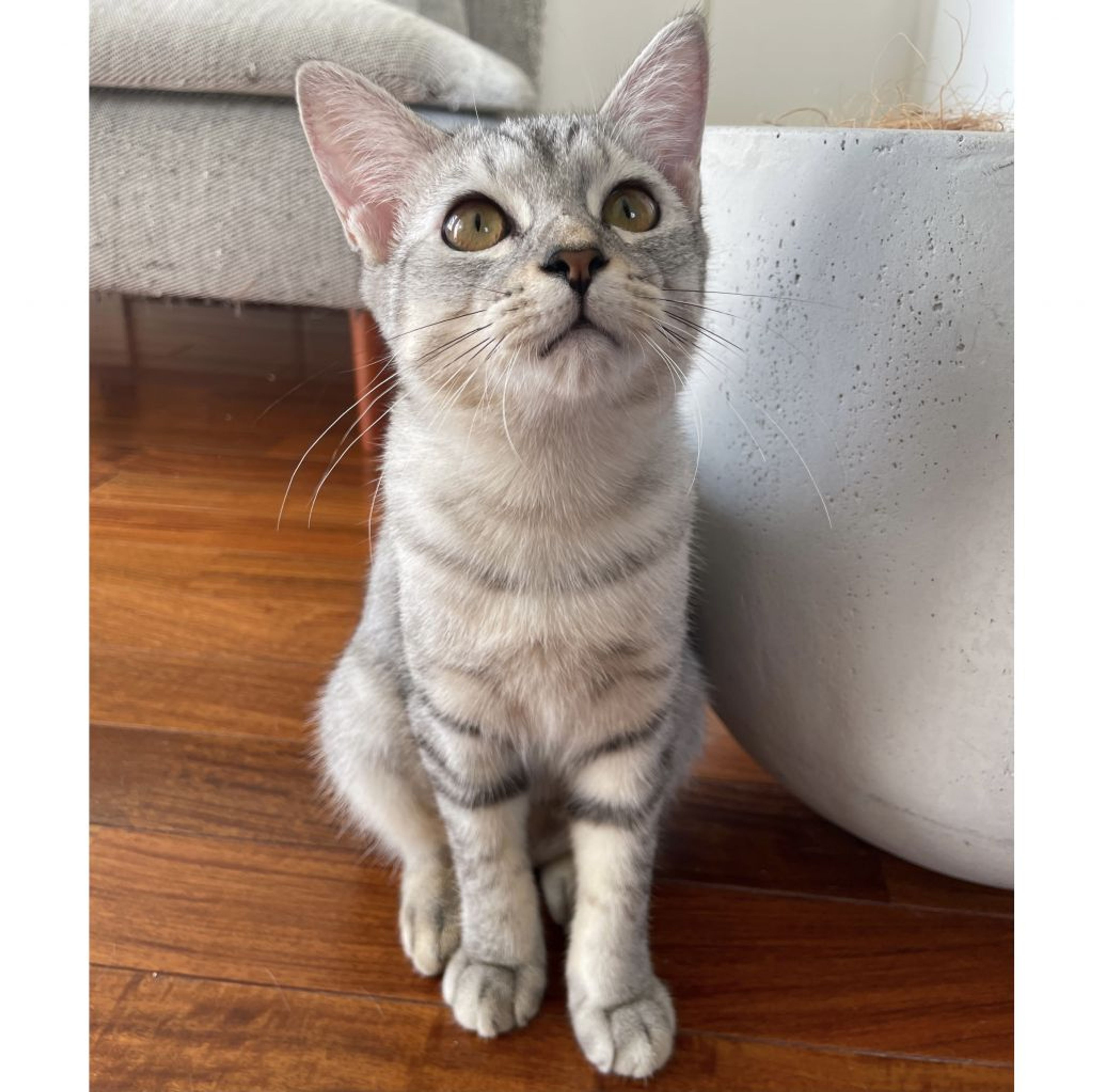 pet-image-6