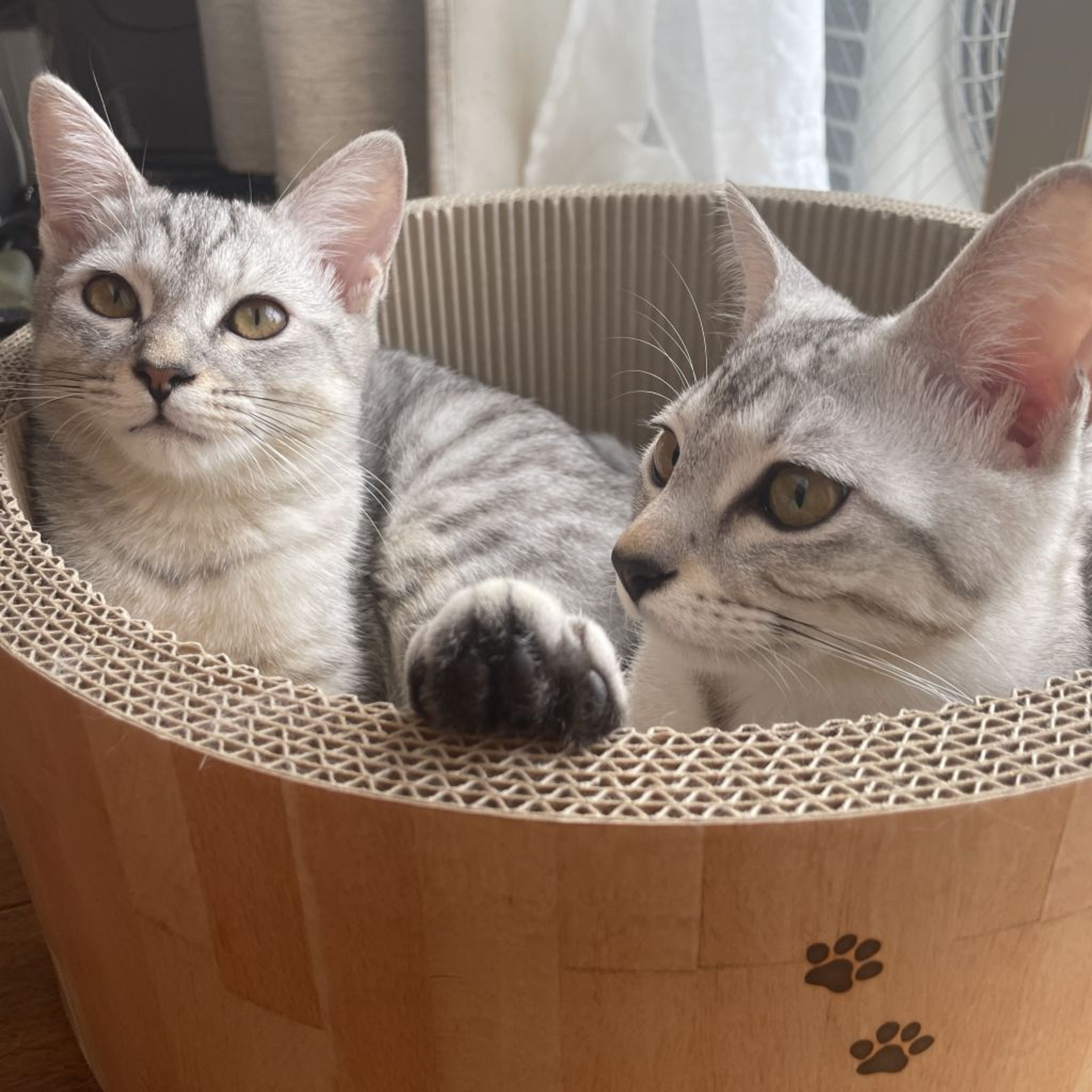 pet-image-7