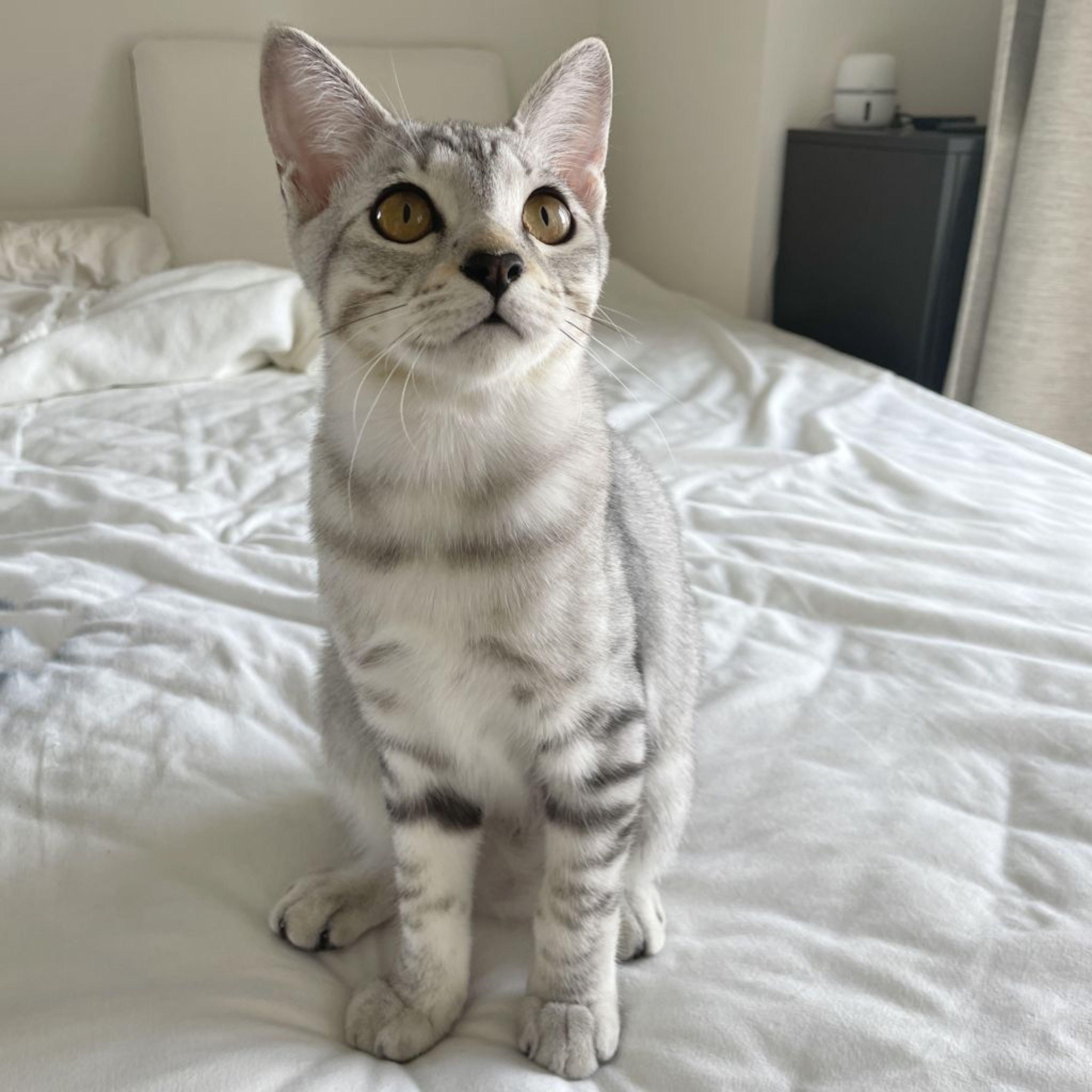 pet-image-9