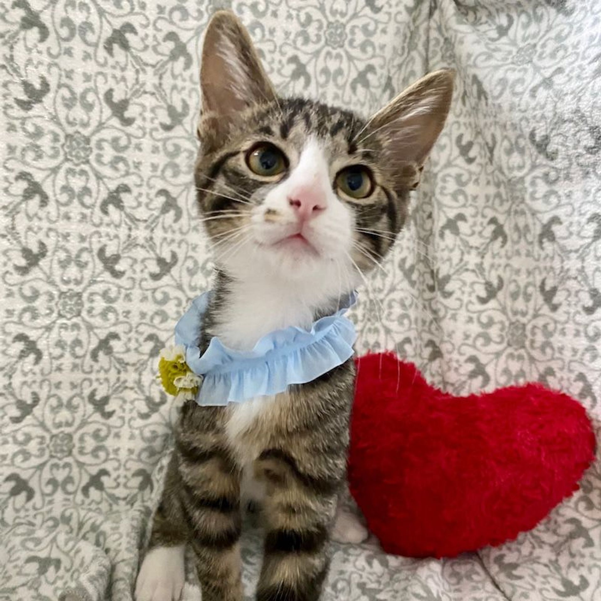 雑種（ミックス猫）・オスの里親募集の写真