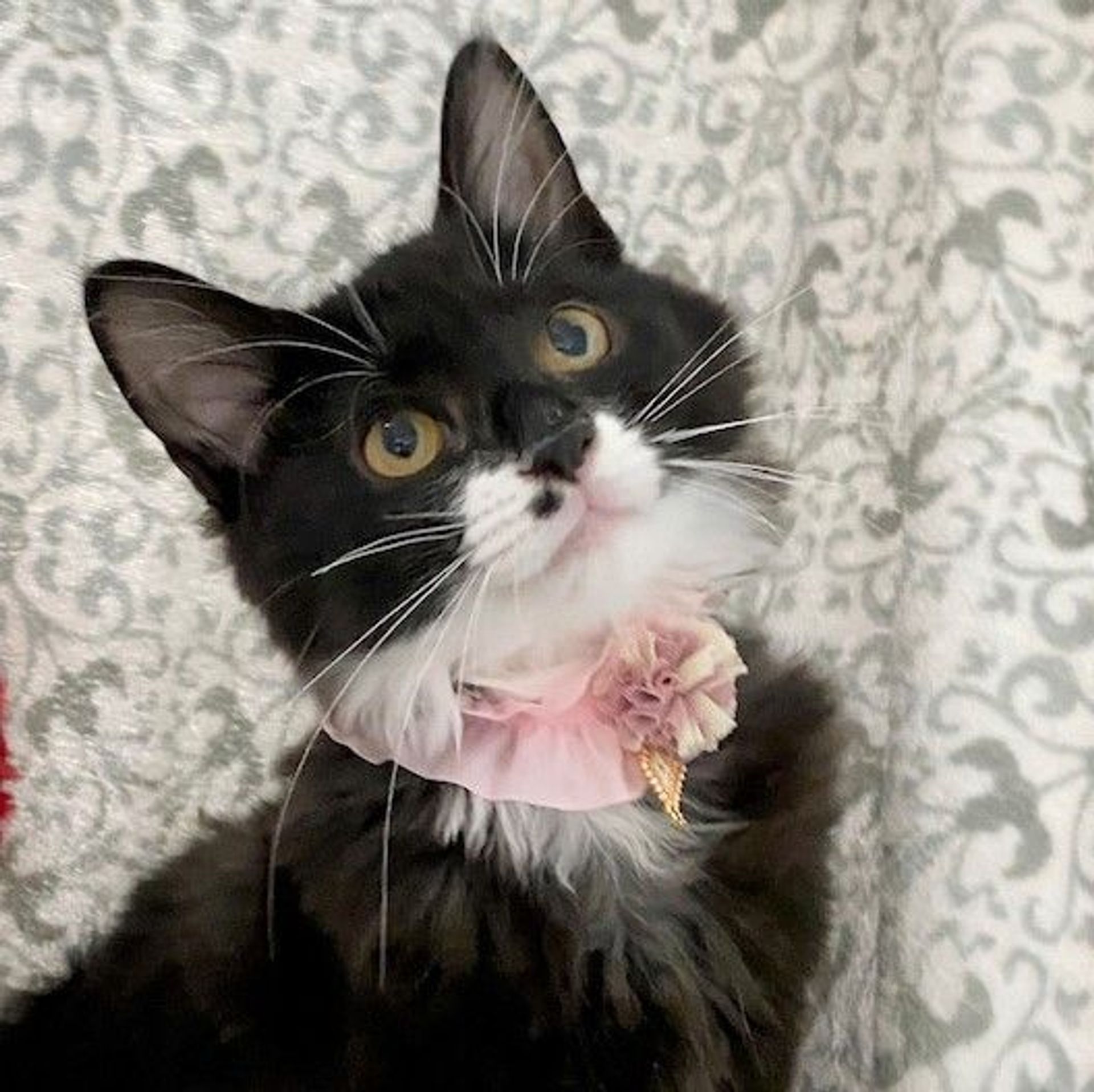 雑種（ミックス猫）・メスの里親募集の写真