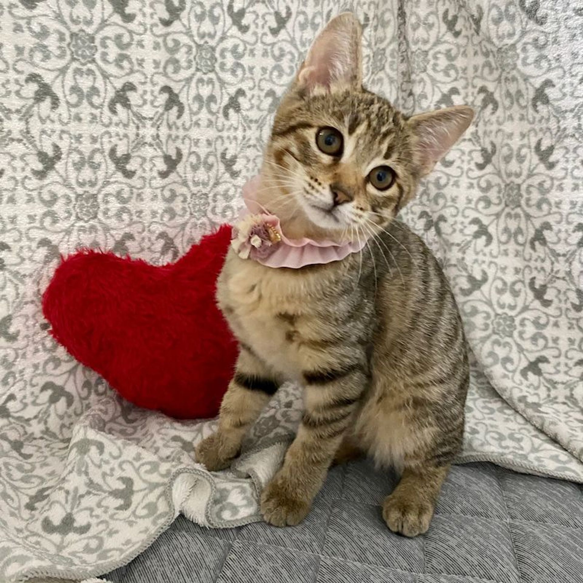雑種（ミックス猫）・メスの里親募集の写真