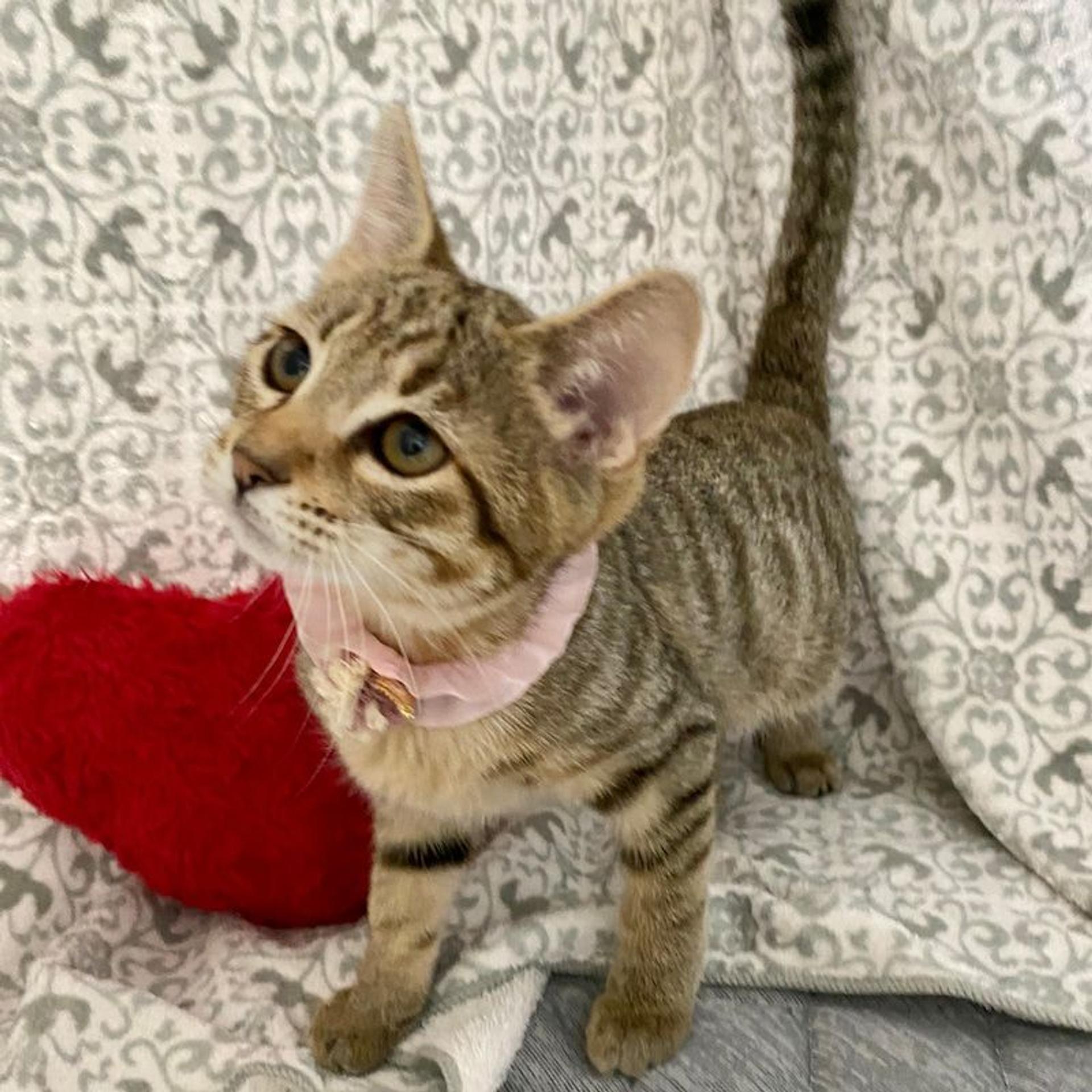 pet-image-3