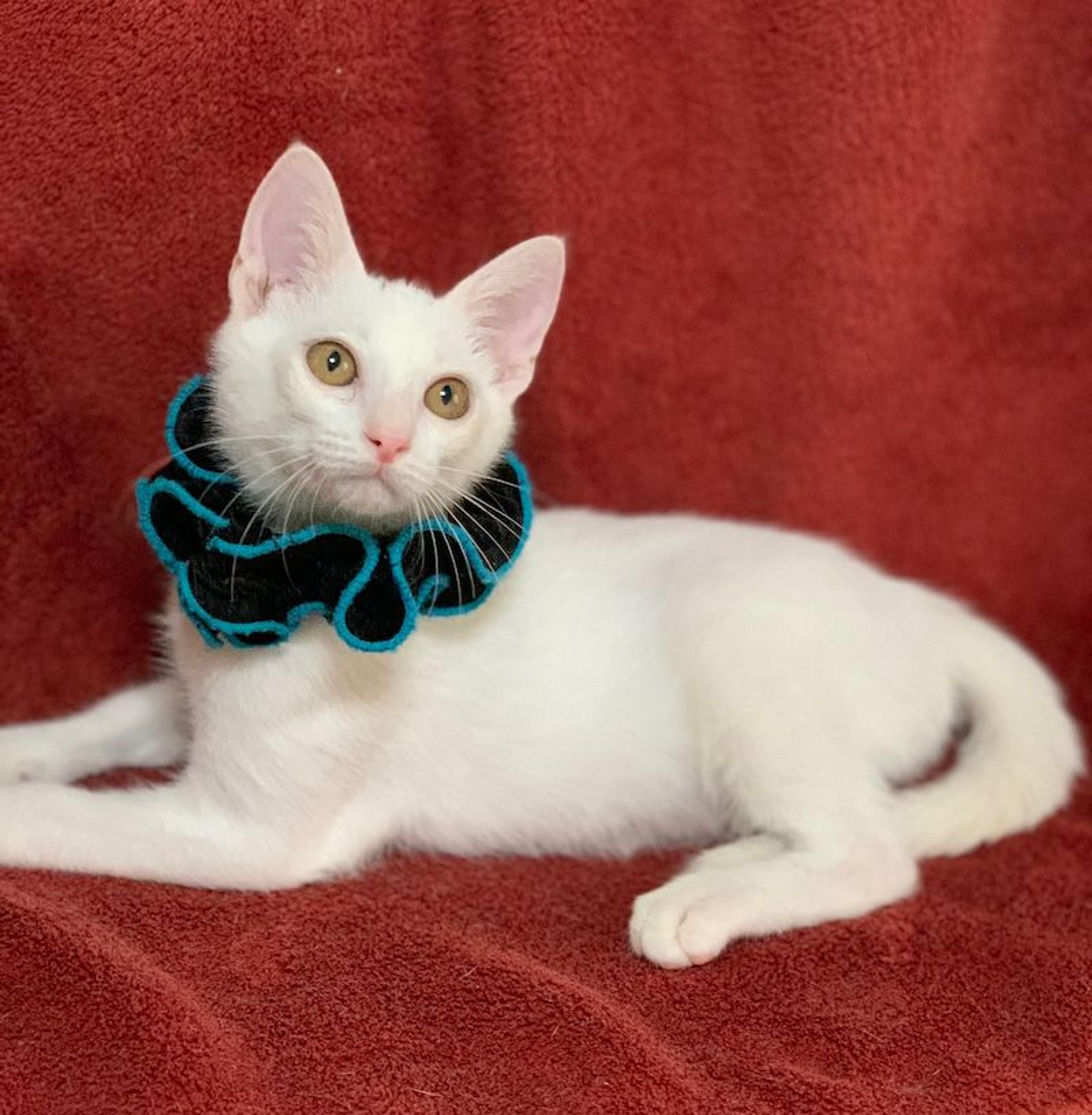 pet-image-2