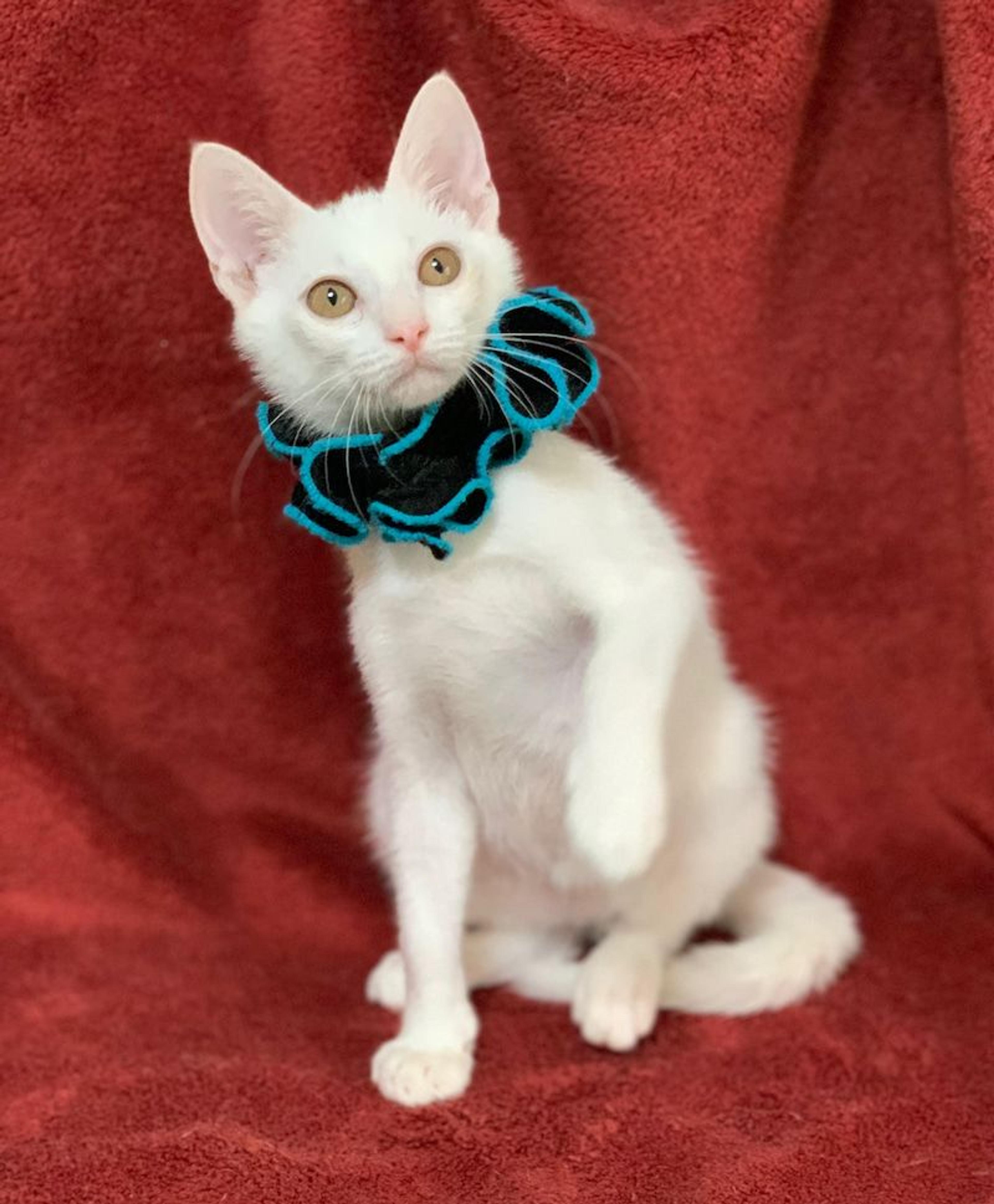 pet-image-3