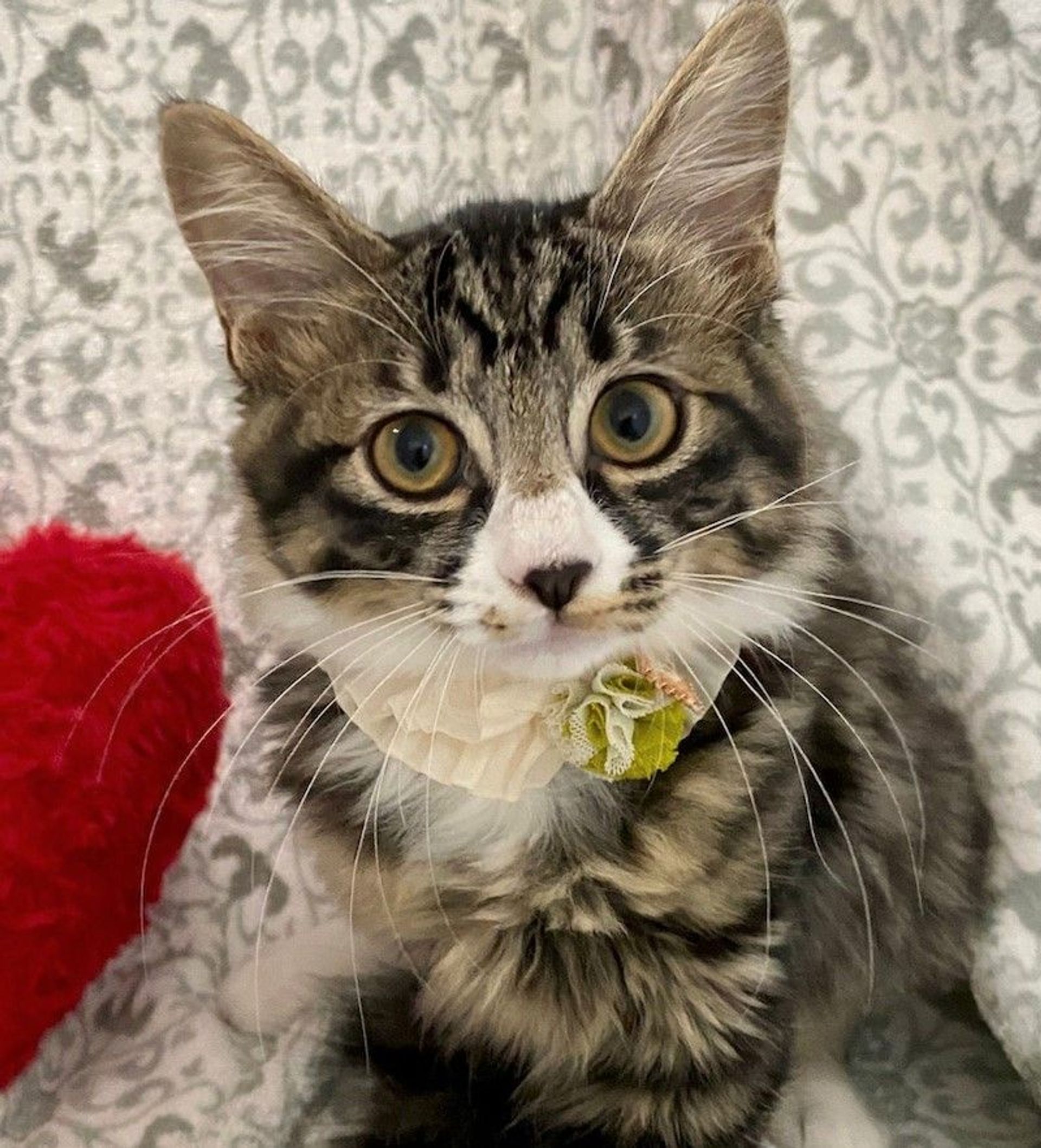 雑種（ミックス猫）・メスの里親募集の写真