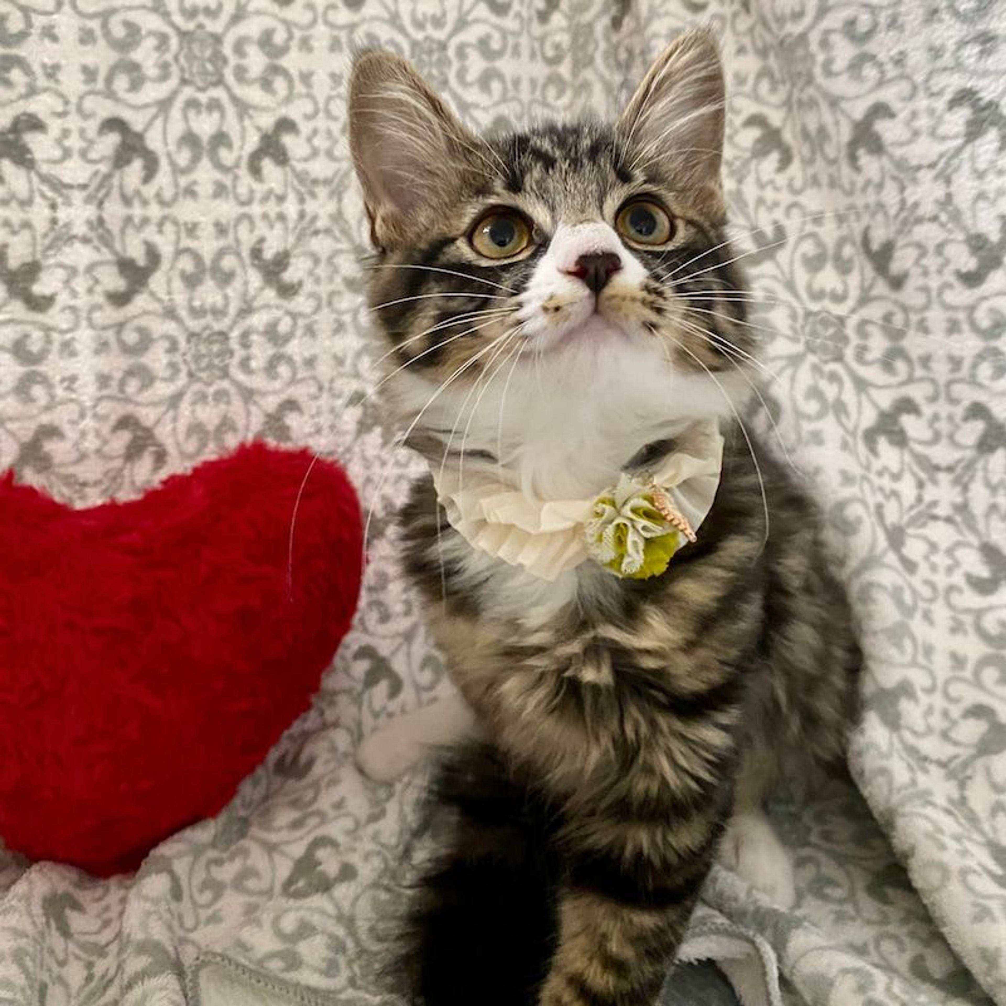 pet-image-3