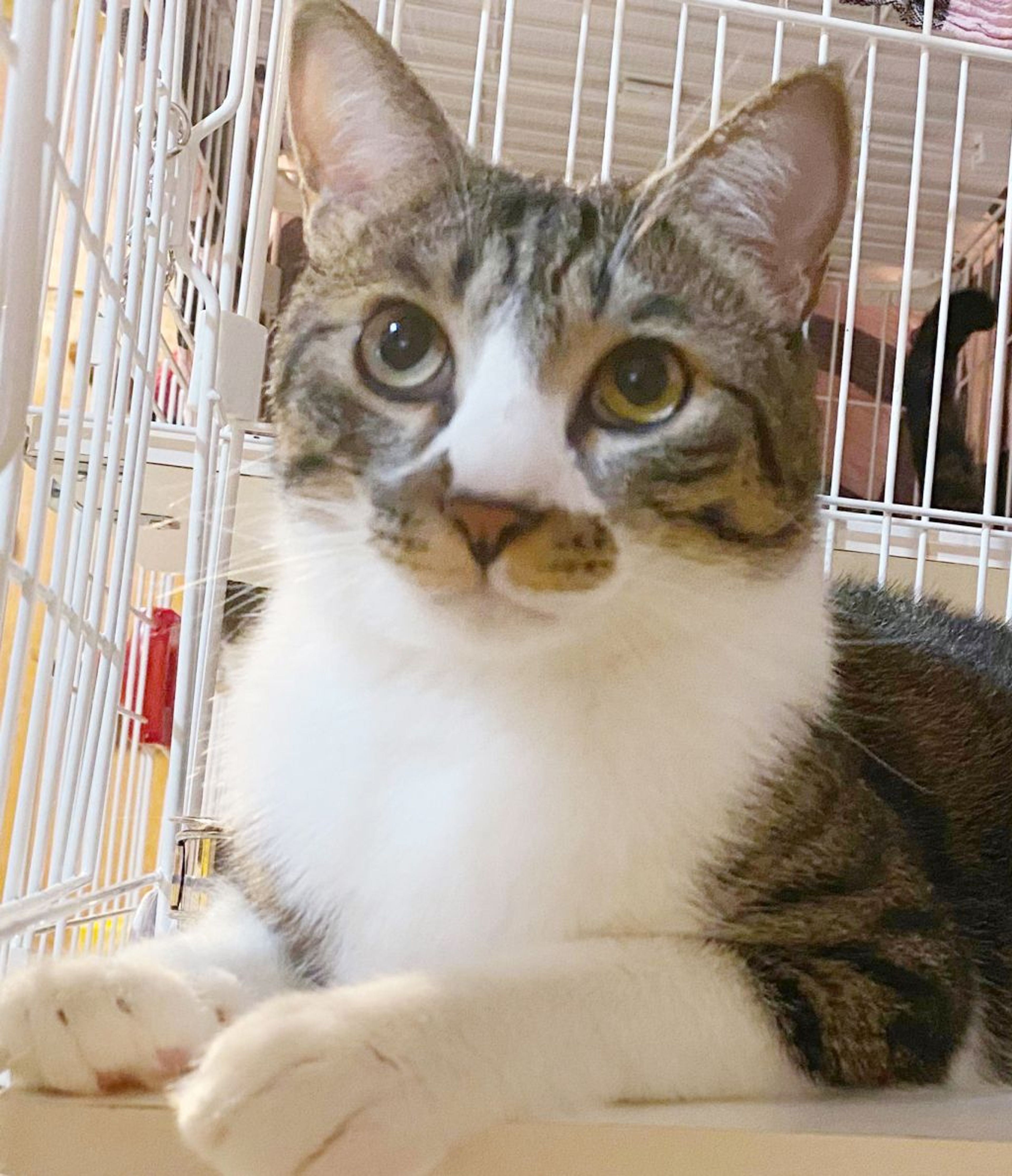 雑種（ミックス猫）・オスの里親募集の写真