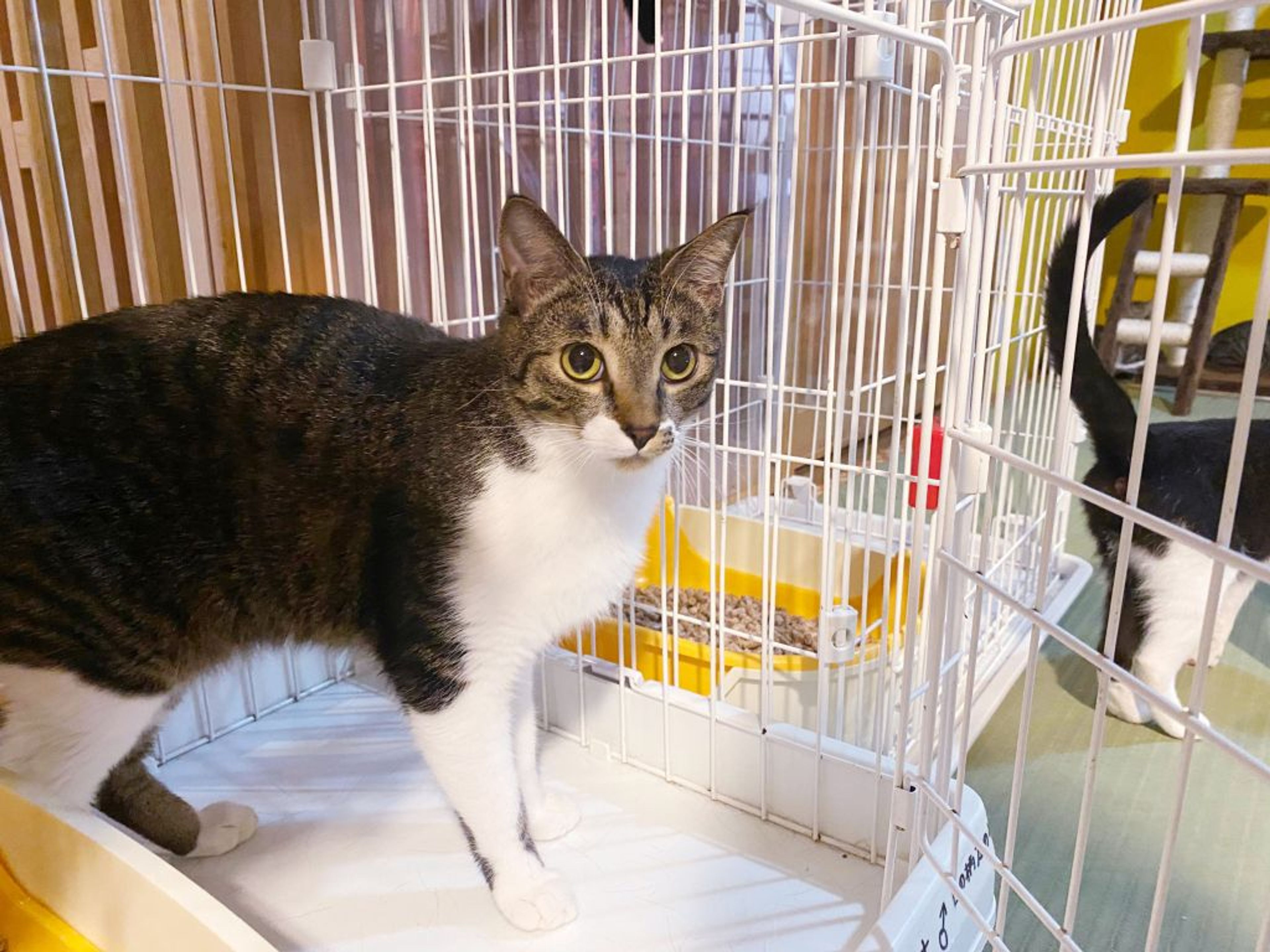 pet-image-3