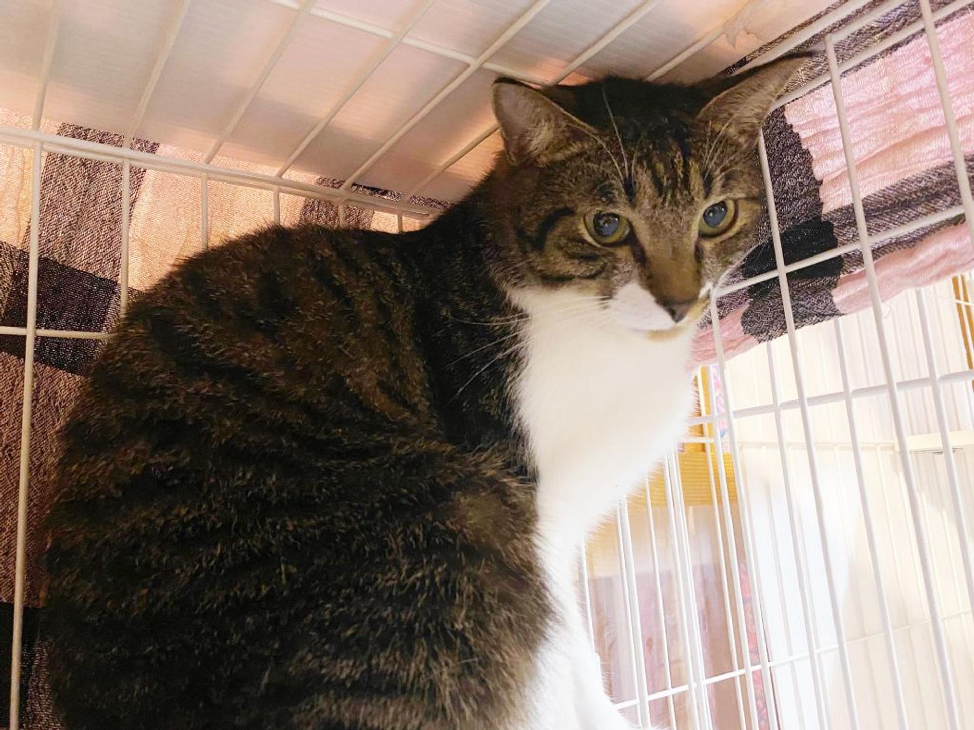pet-image-4