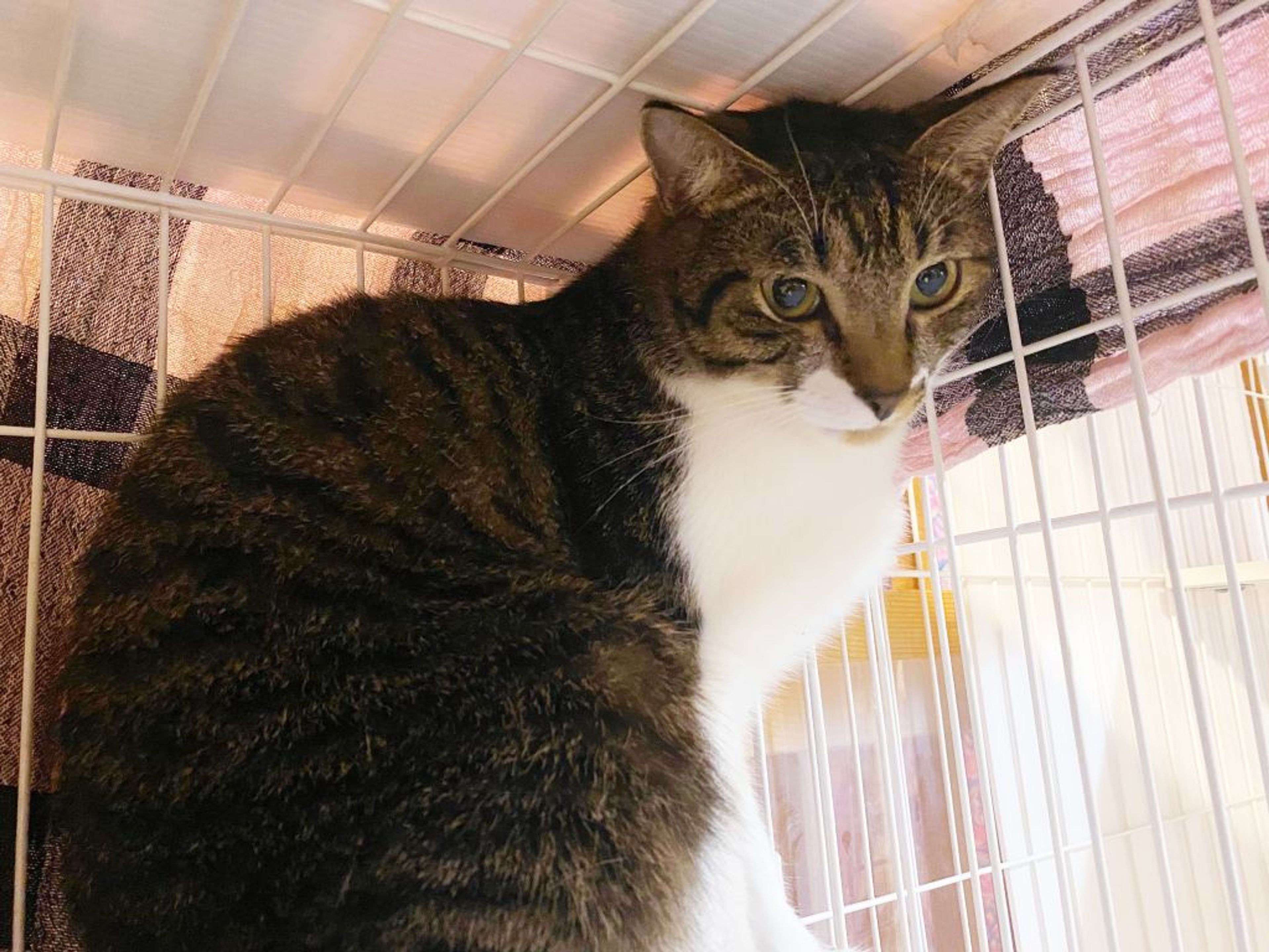 pet-image-4