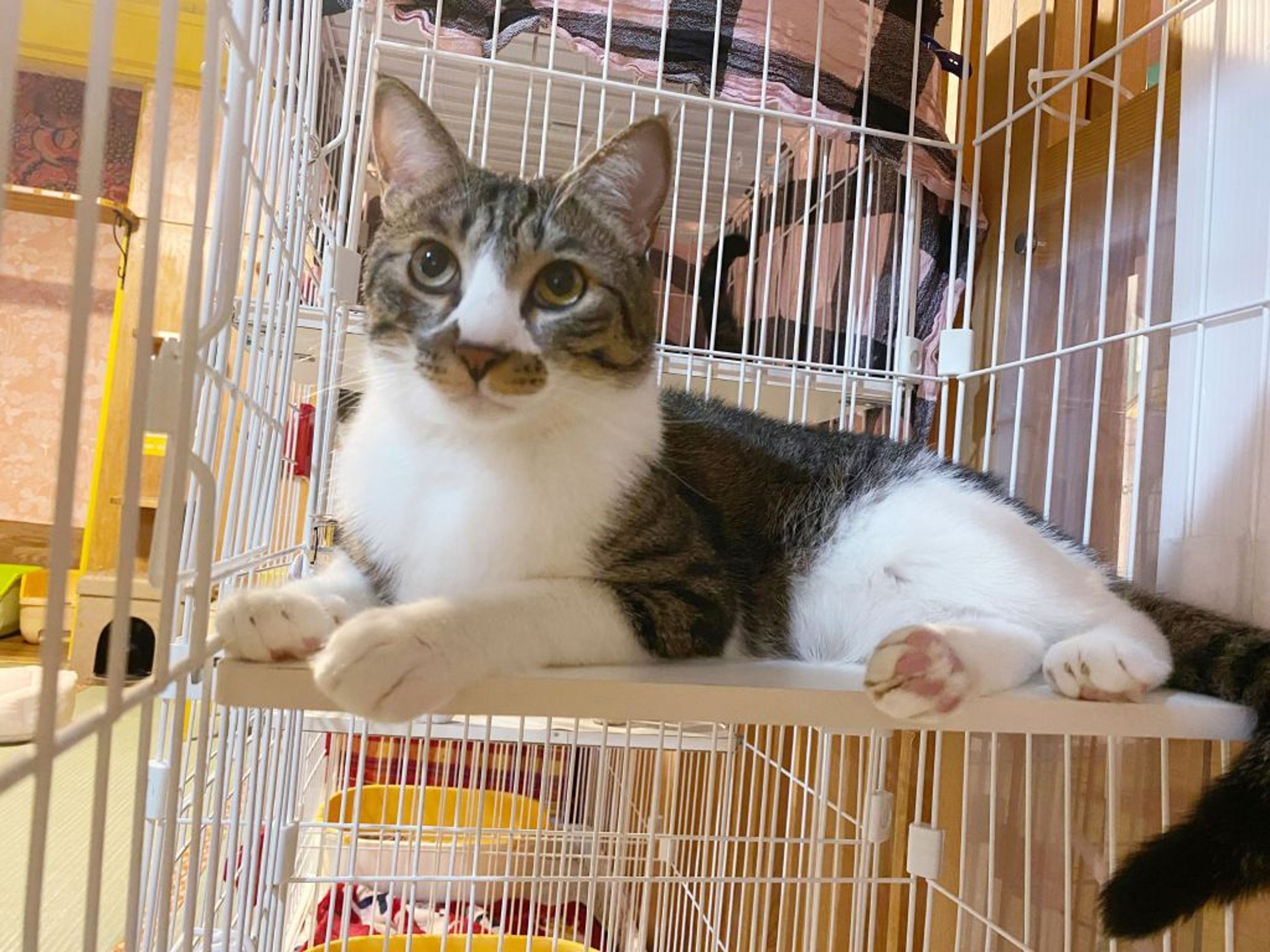 pet-image-5