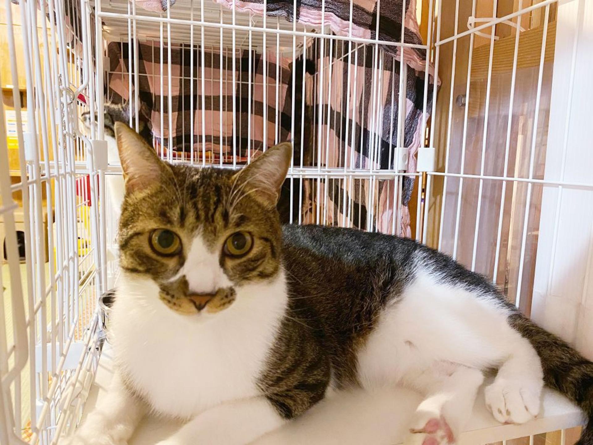pet-image-6