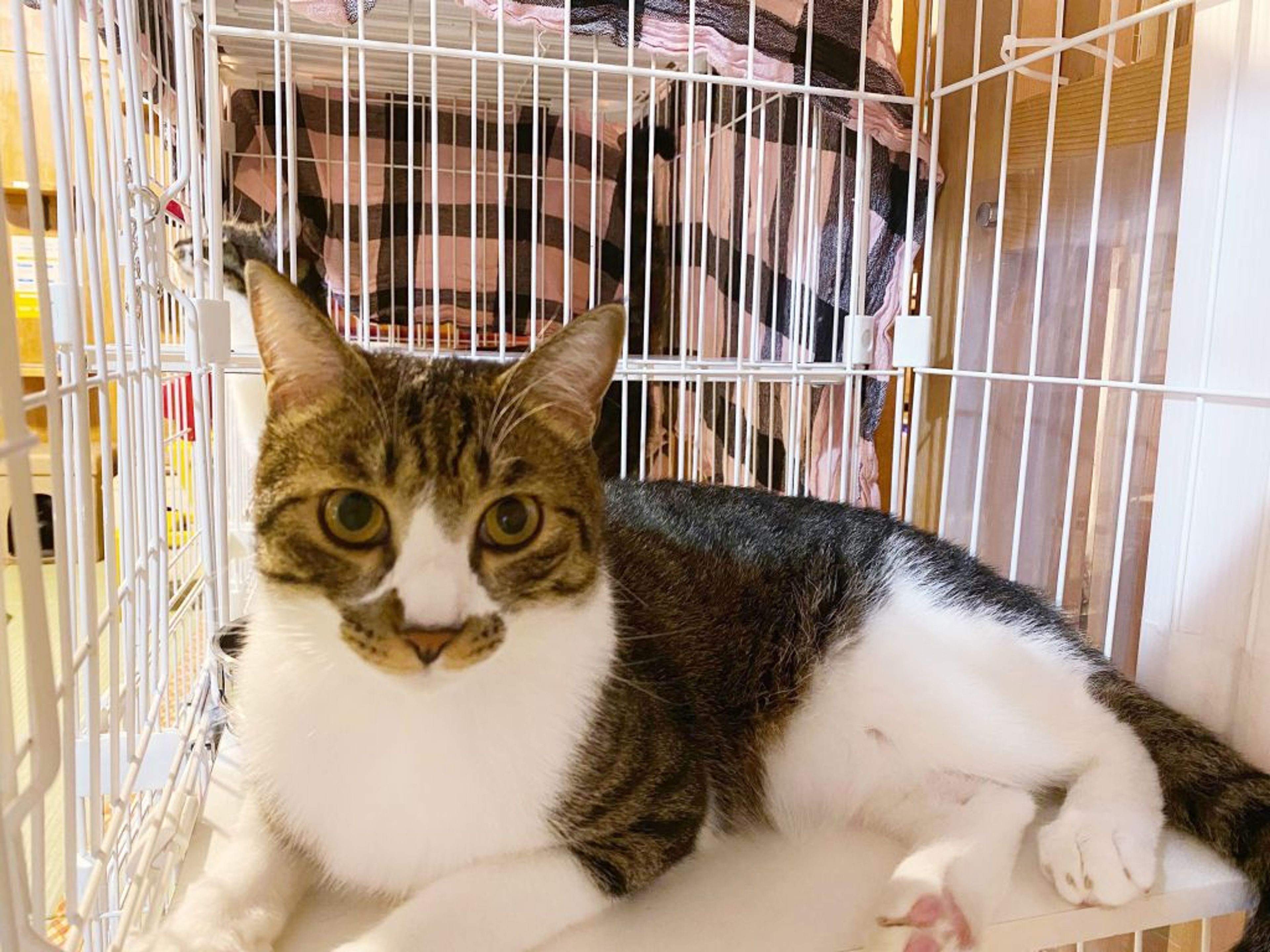 pet-image-6