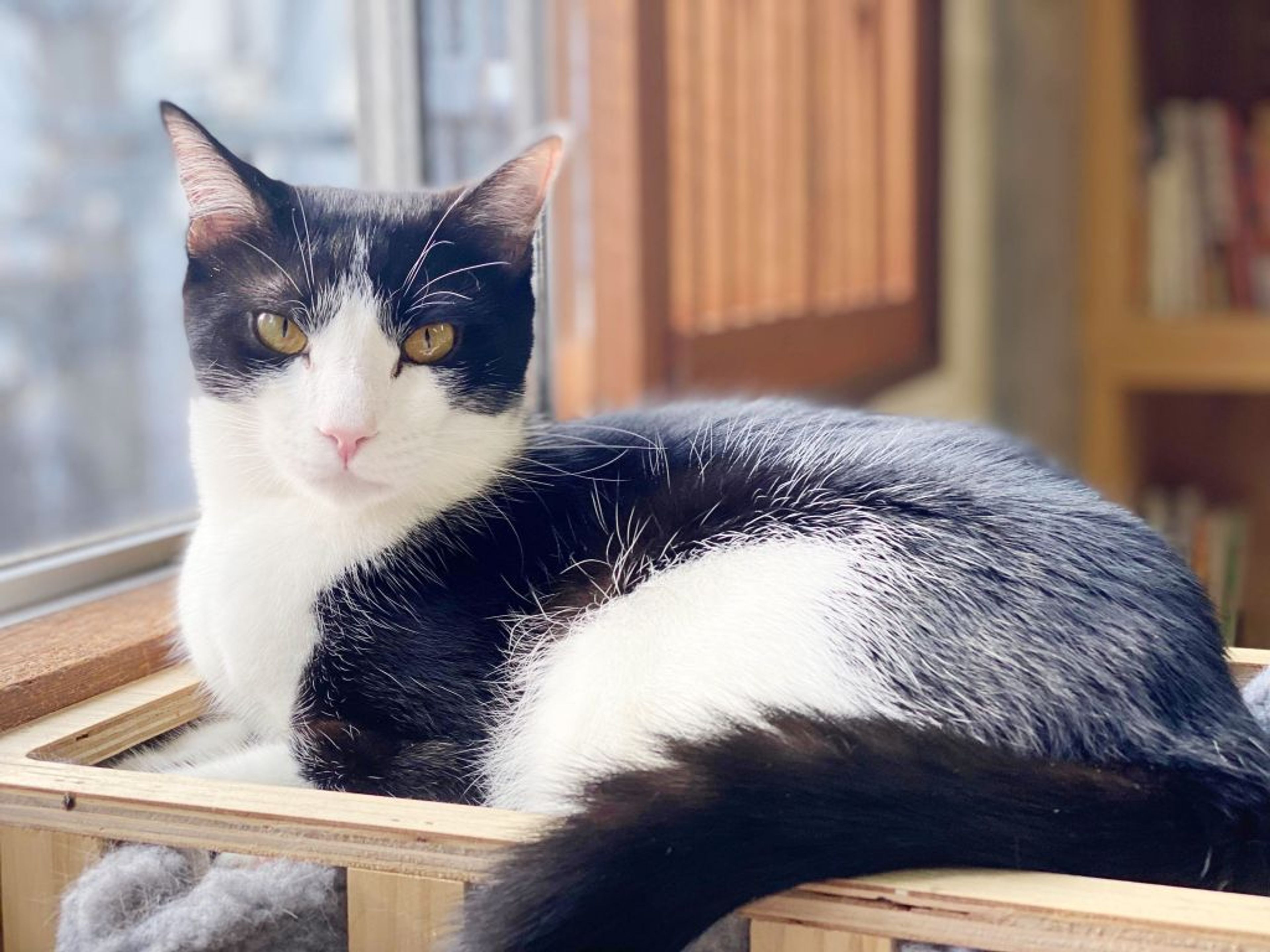 pet-image-3