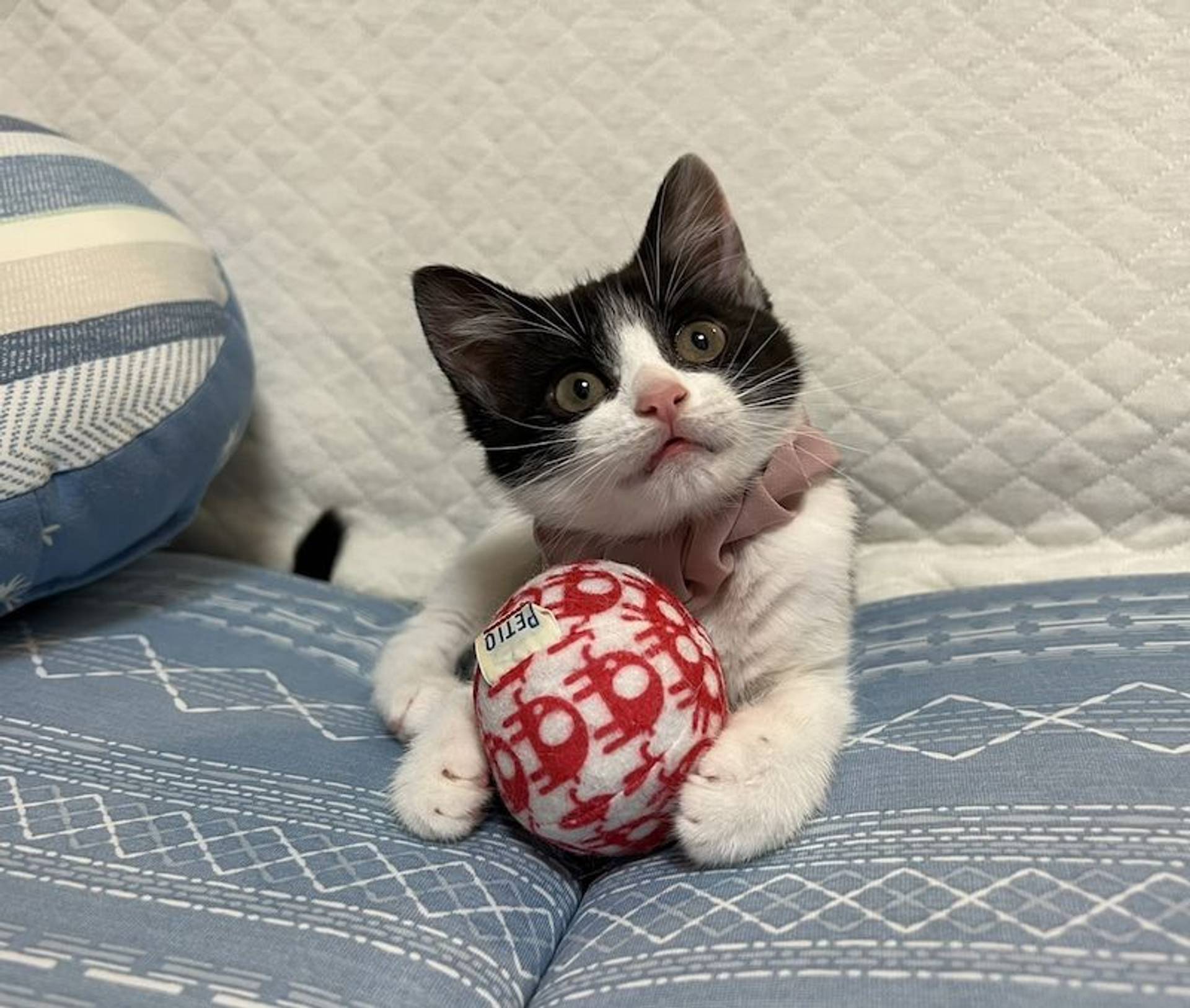 雑種（ミックス猫）・メスの里親募集の写真