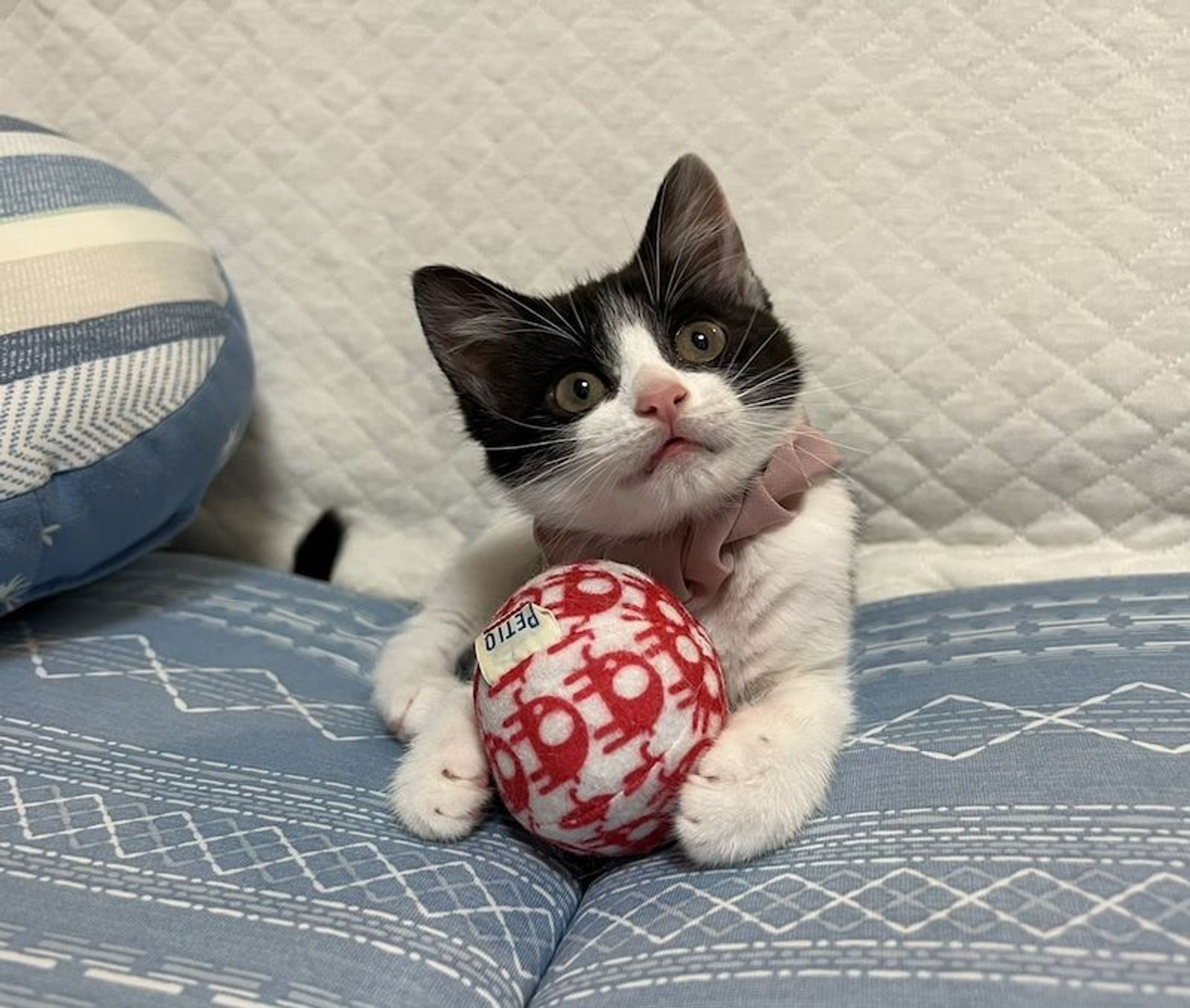 雑種（ミックス猫）・メスの里親募集の写真