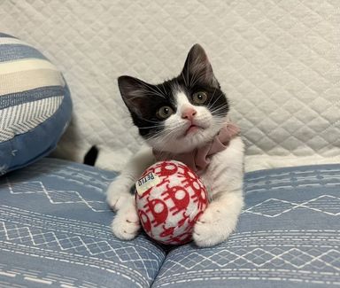 ビビちゃん