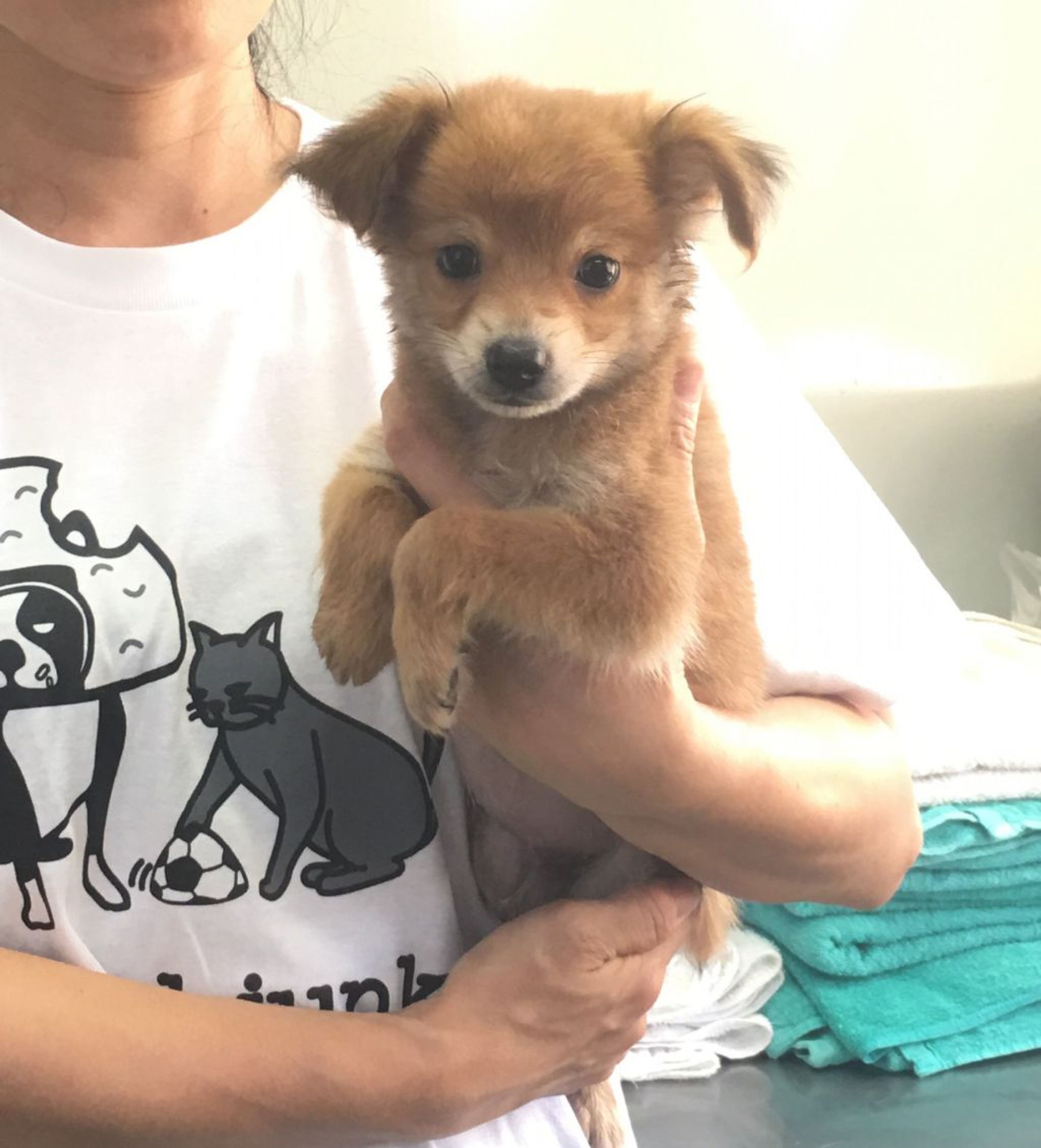 雑種（ミックス犬）・オスの里親募集の写真