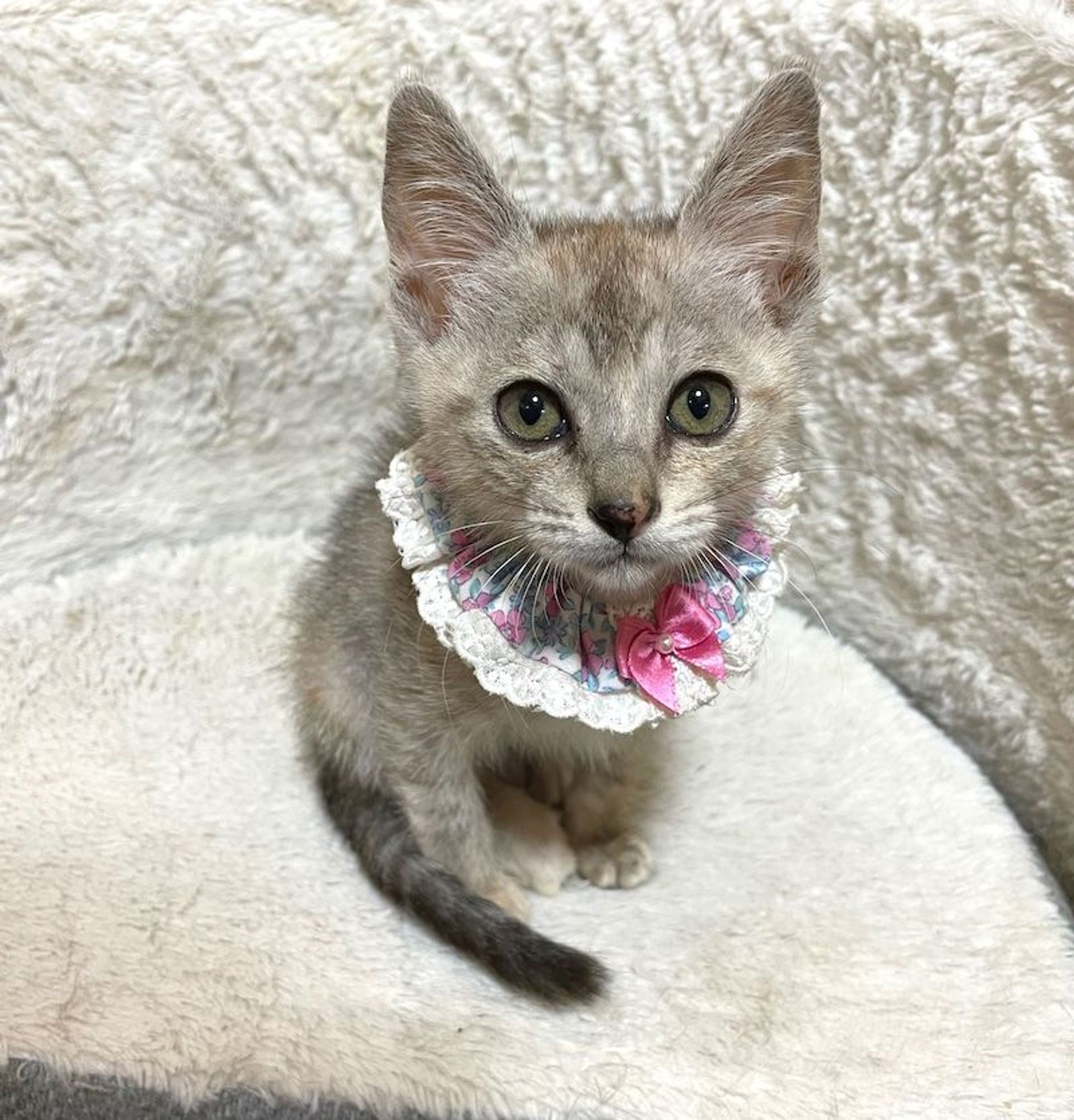 雑種（ミックス猫）・メスの里親募集の写真