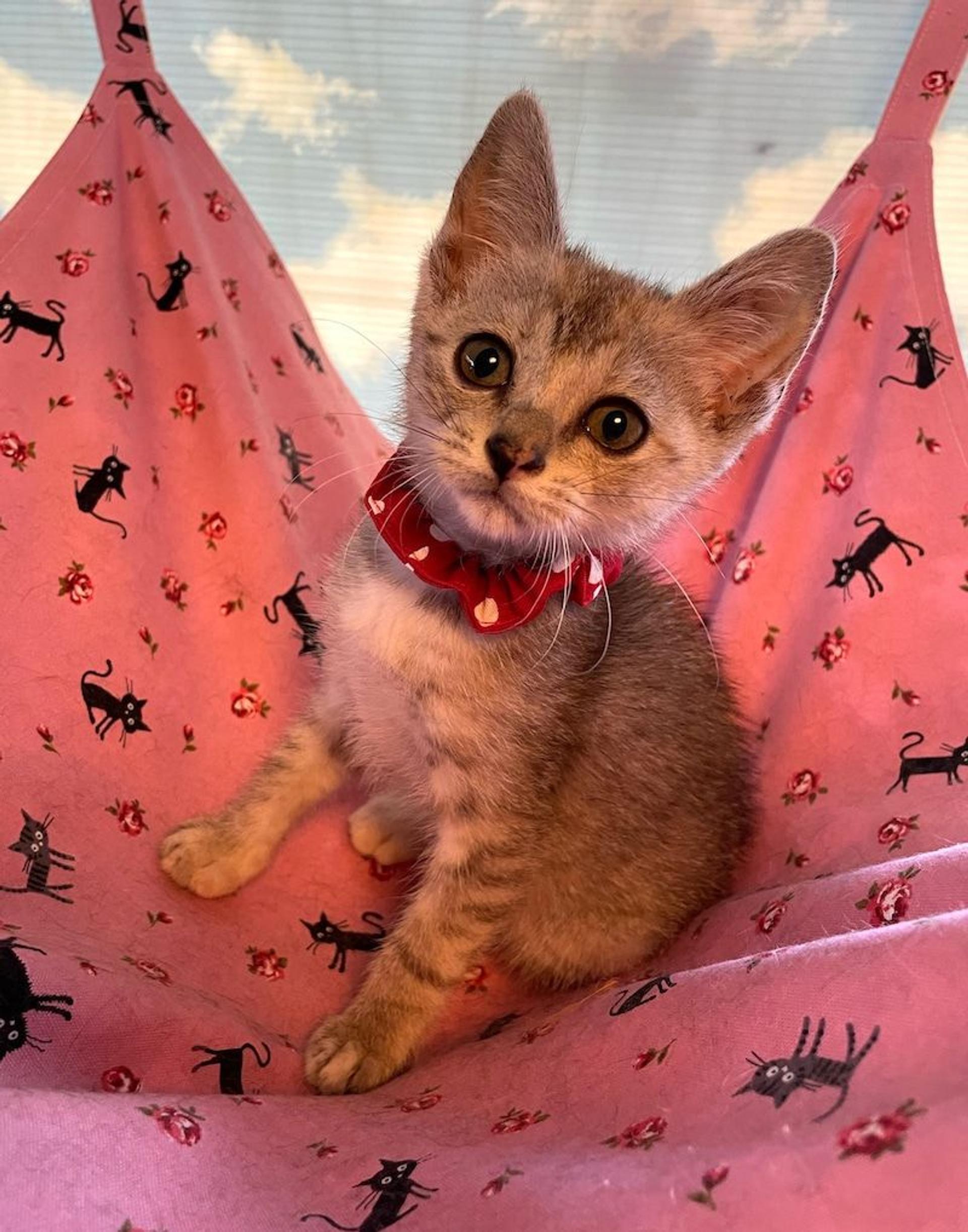 pet-image-2