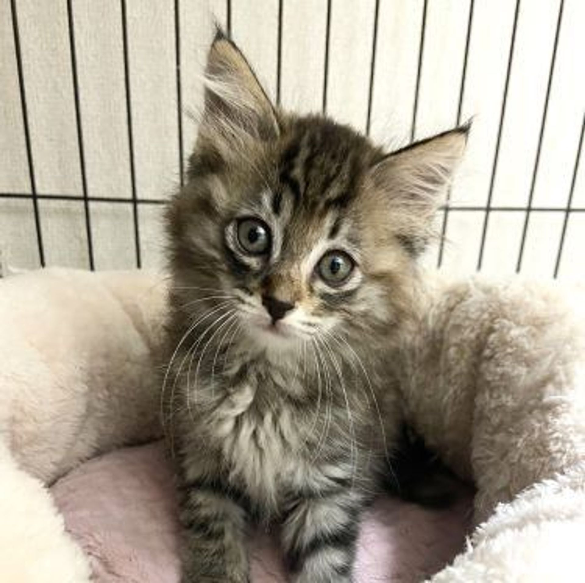 雑種（ミックス猫）・メスの里親募集の写真