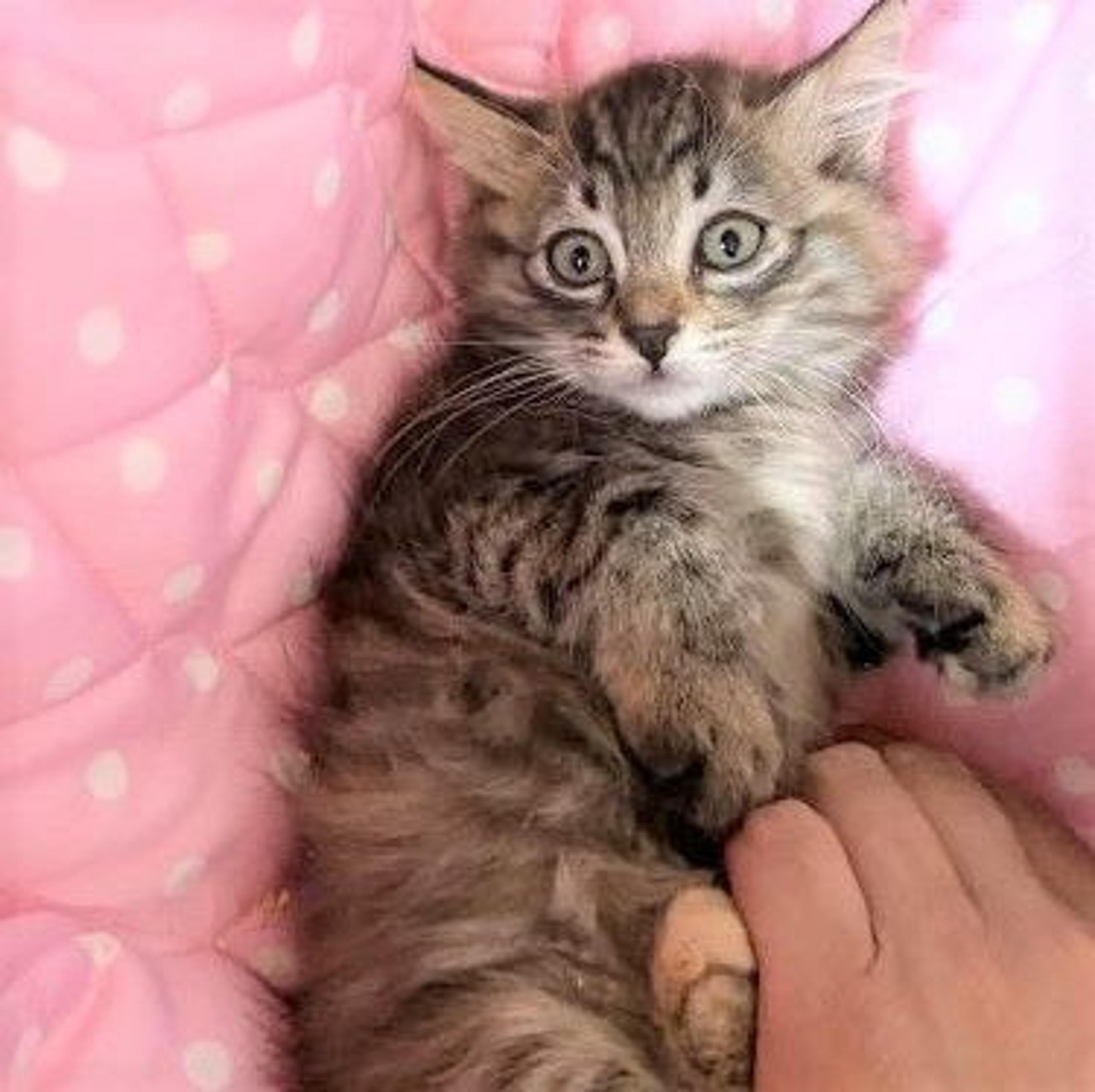 pet-image-2