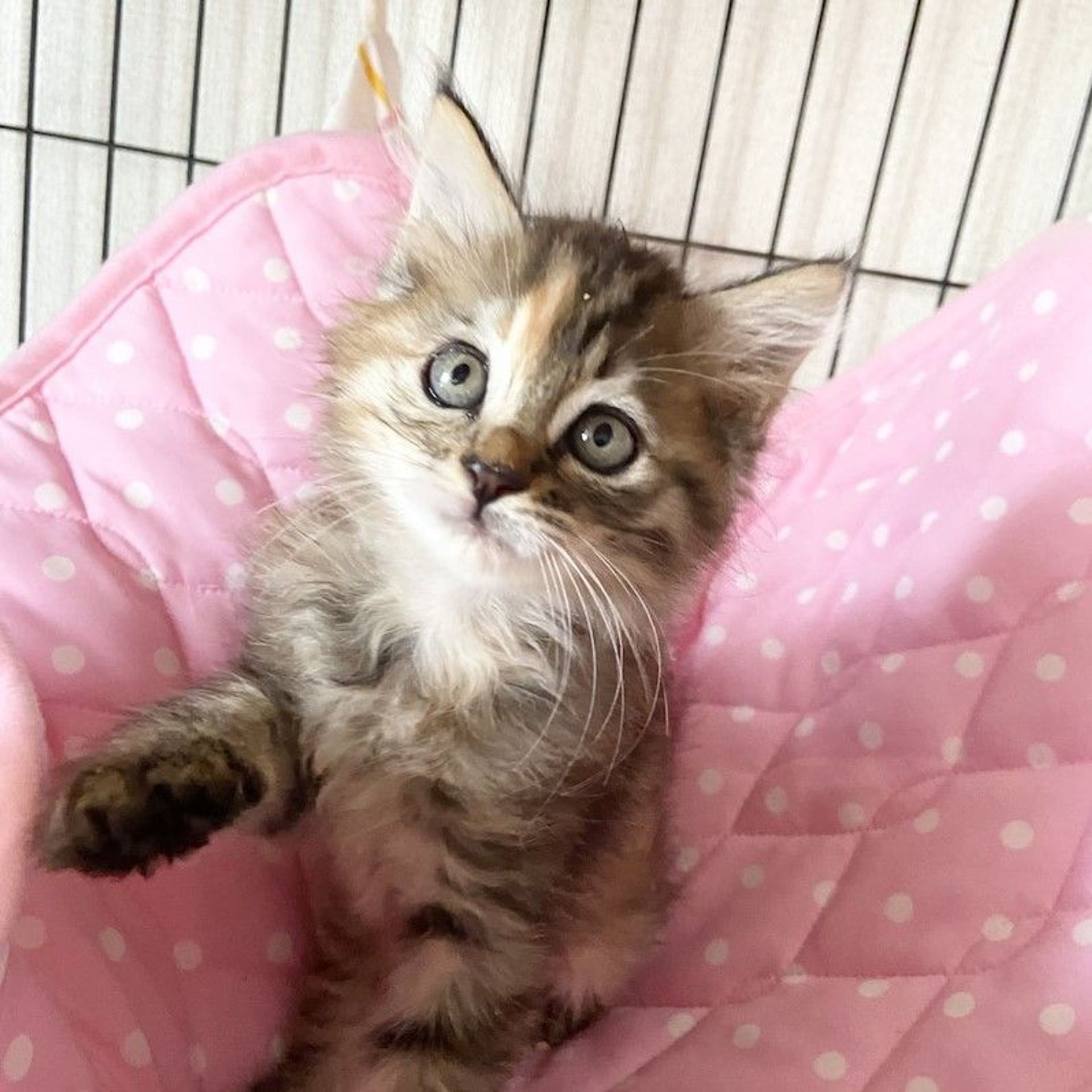 雑種（ミックス猫）・メスの里親募集の写真