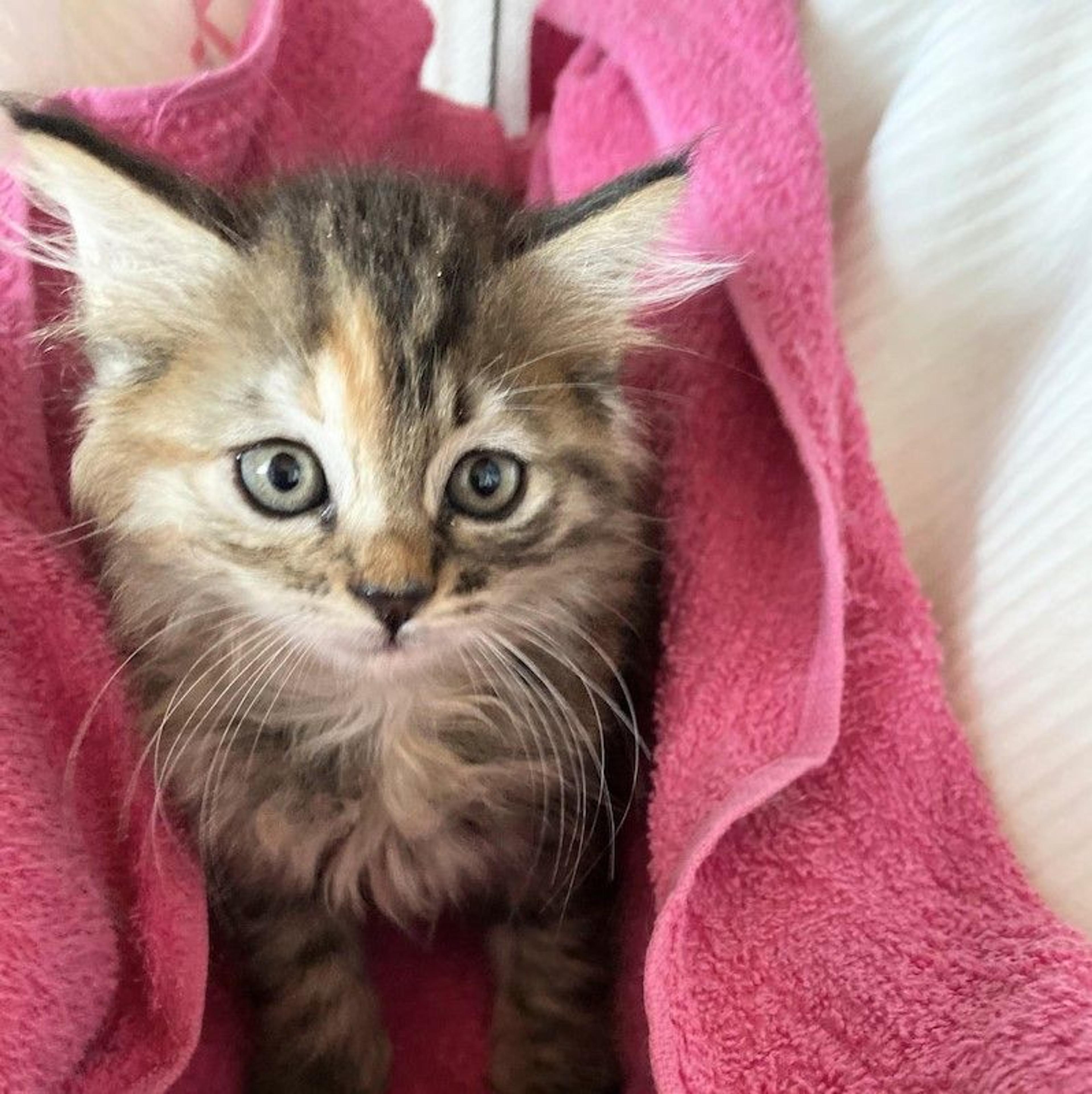pet-image-3