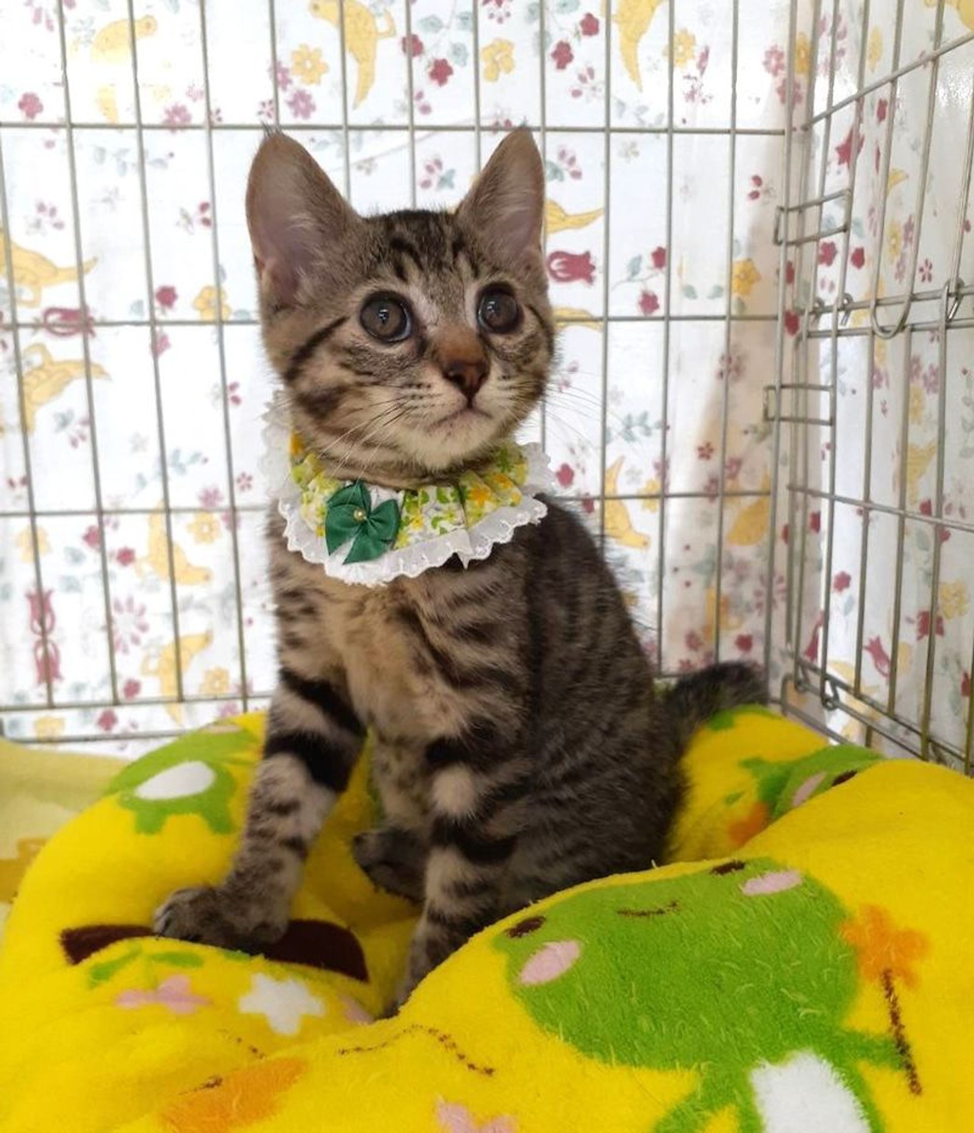 雑種（ミックス猫）・オスの里親募集の写真