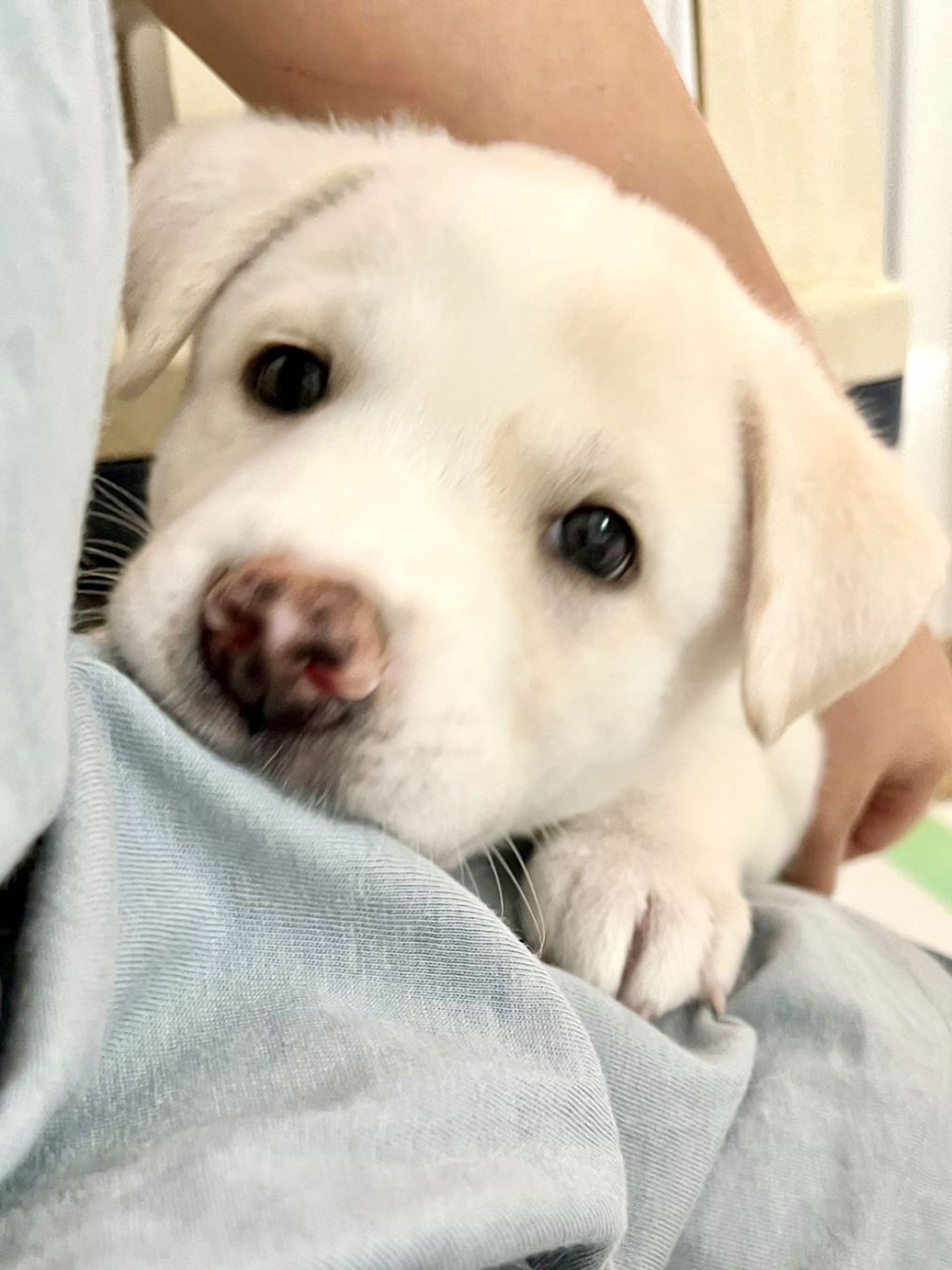 雑種（ミックス犬）・オスの里親募集の写真