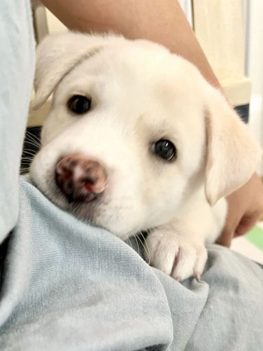 ミックス子犬の男の子ハムくん