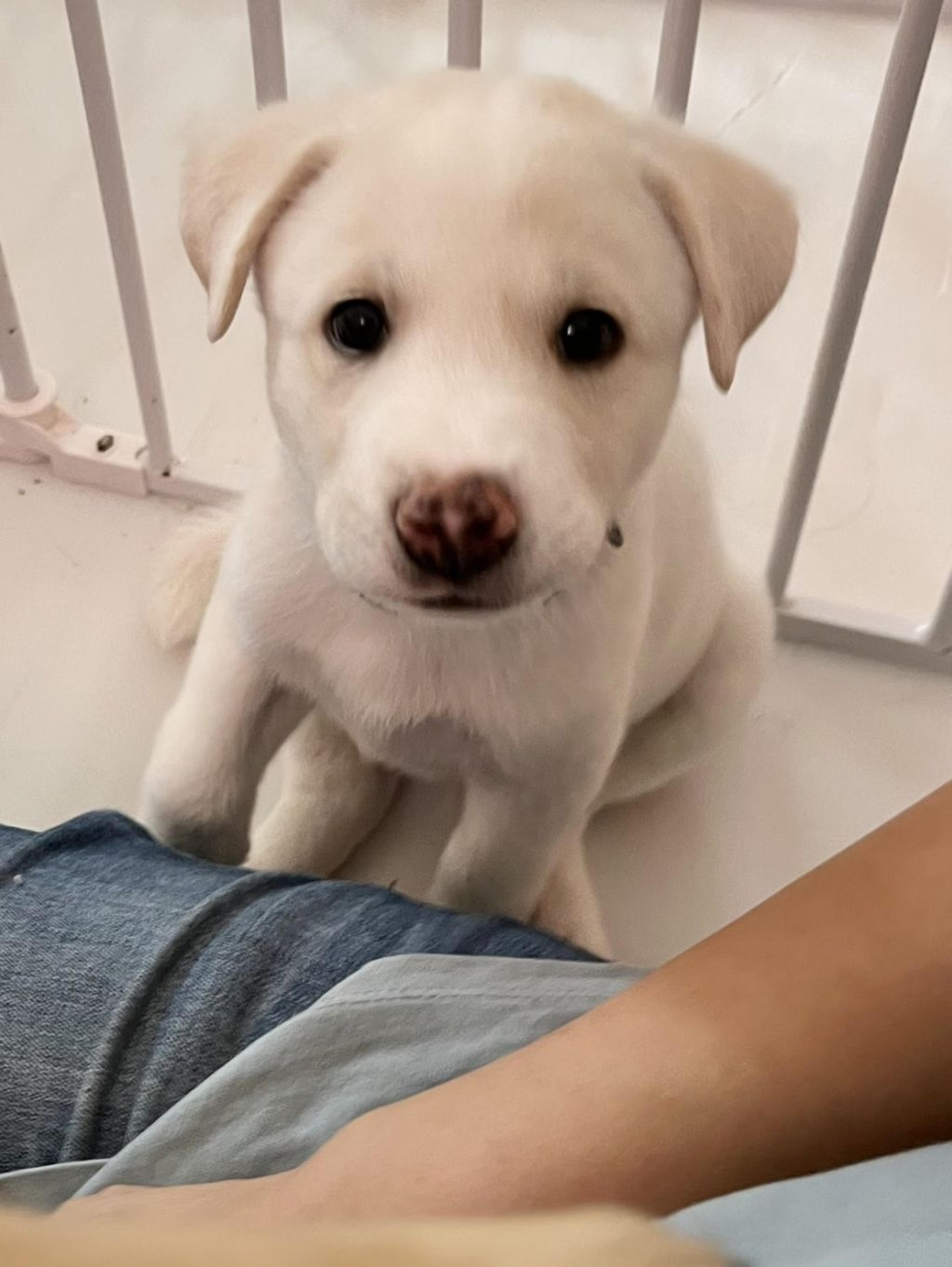 pet-image-2