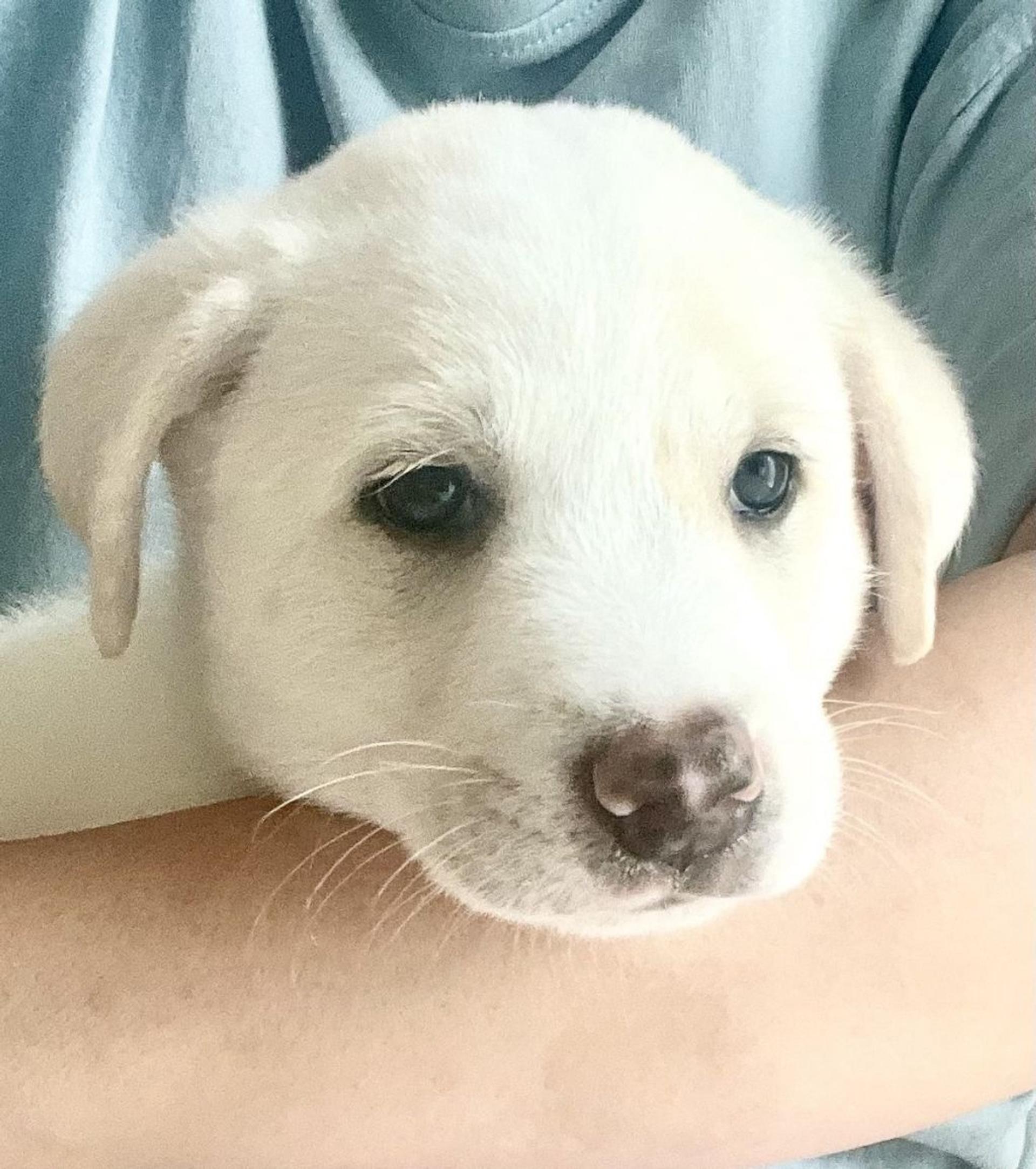 pet-image-3