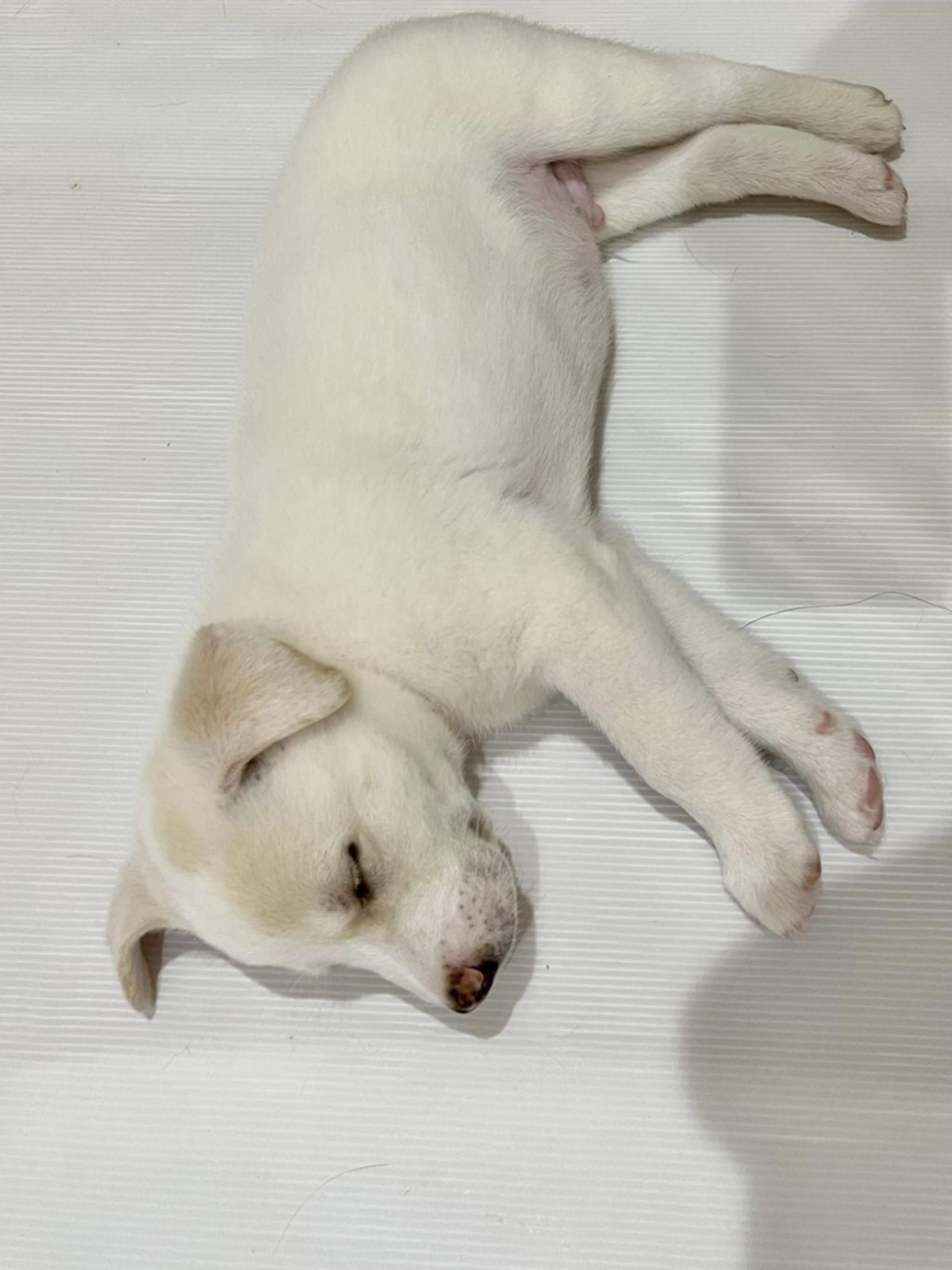 pet-image-5