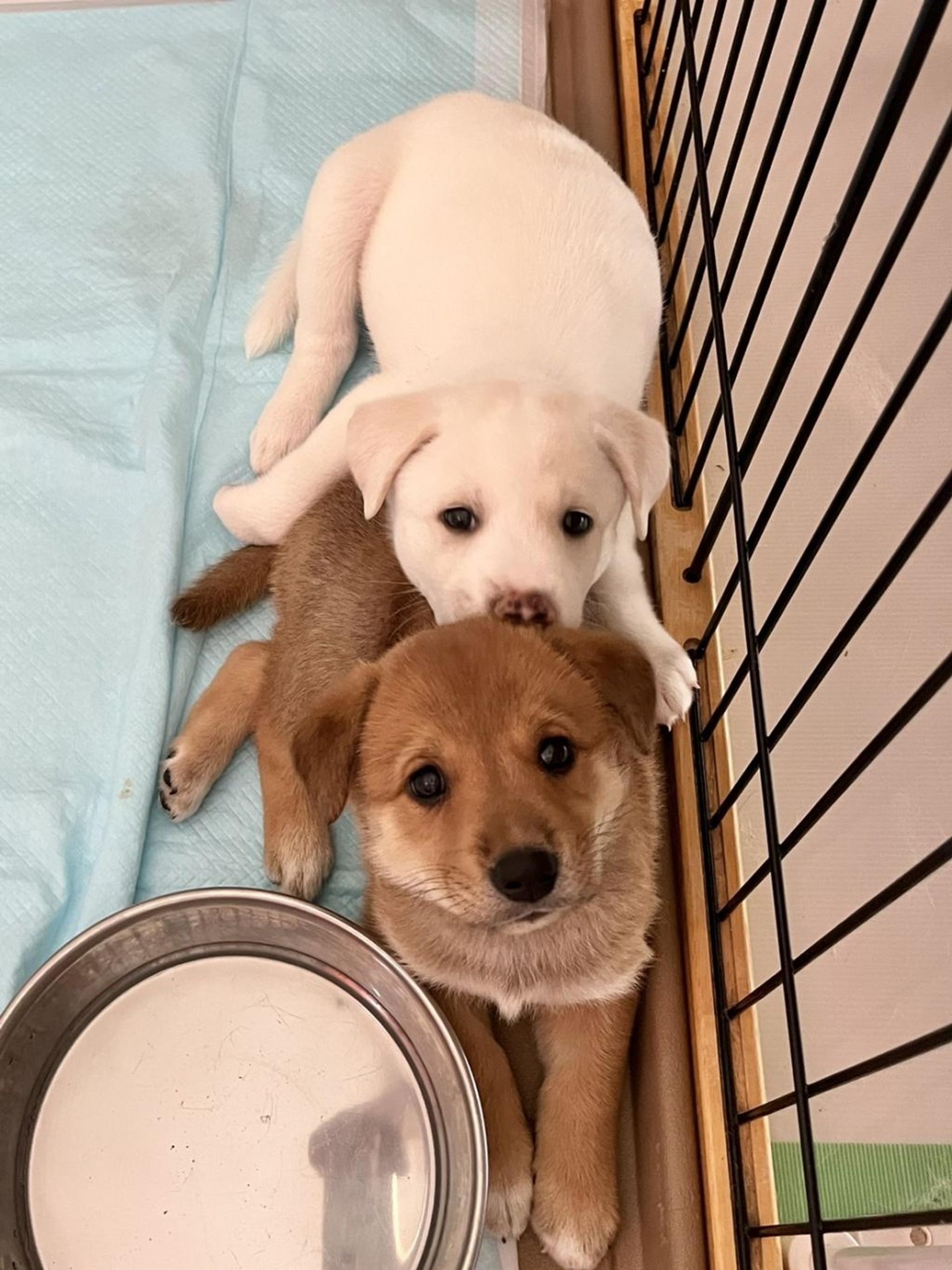 pet-image-6
