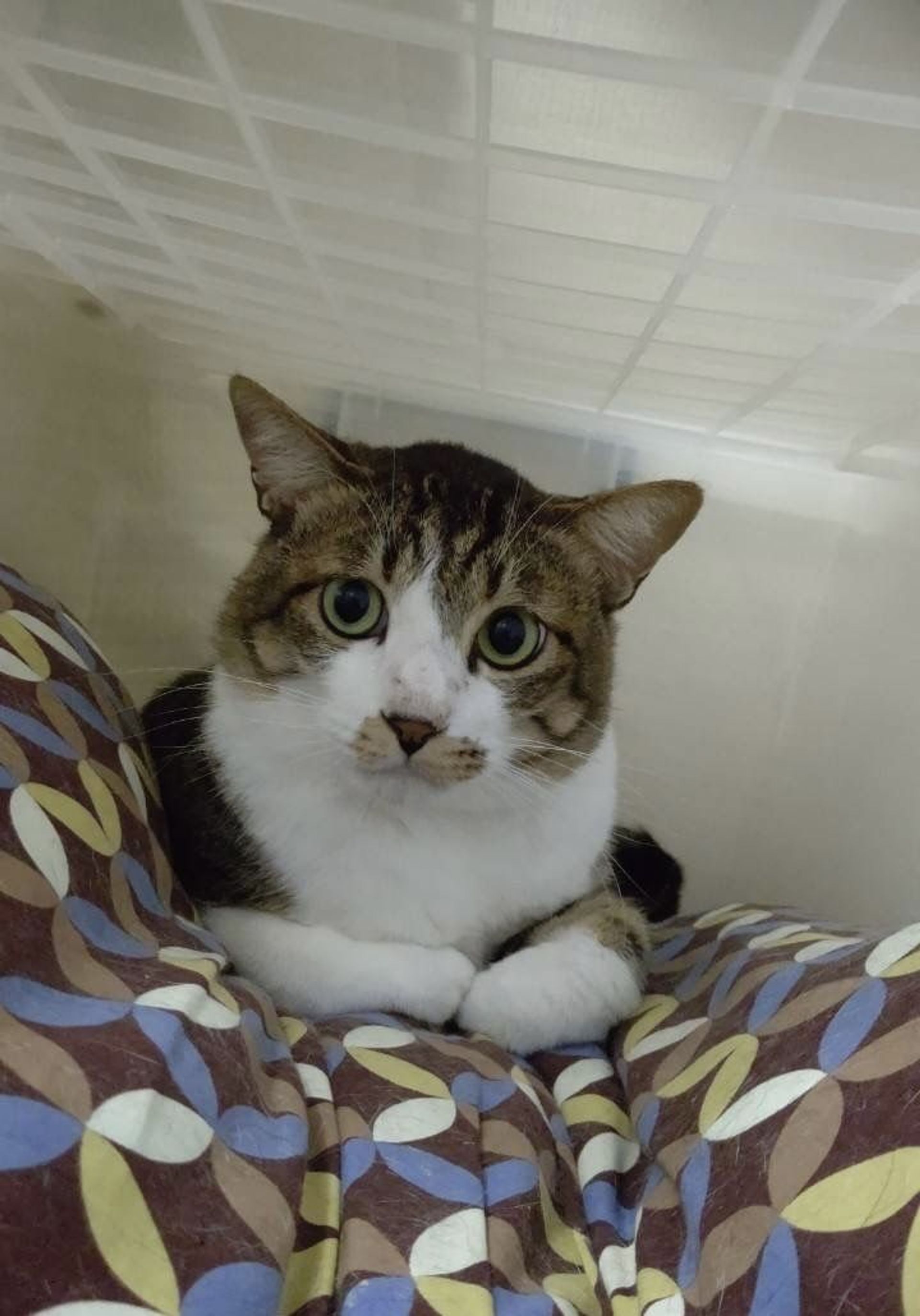 雑種（ミックス猫）・オスの里親募集の写真