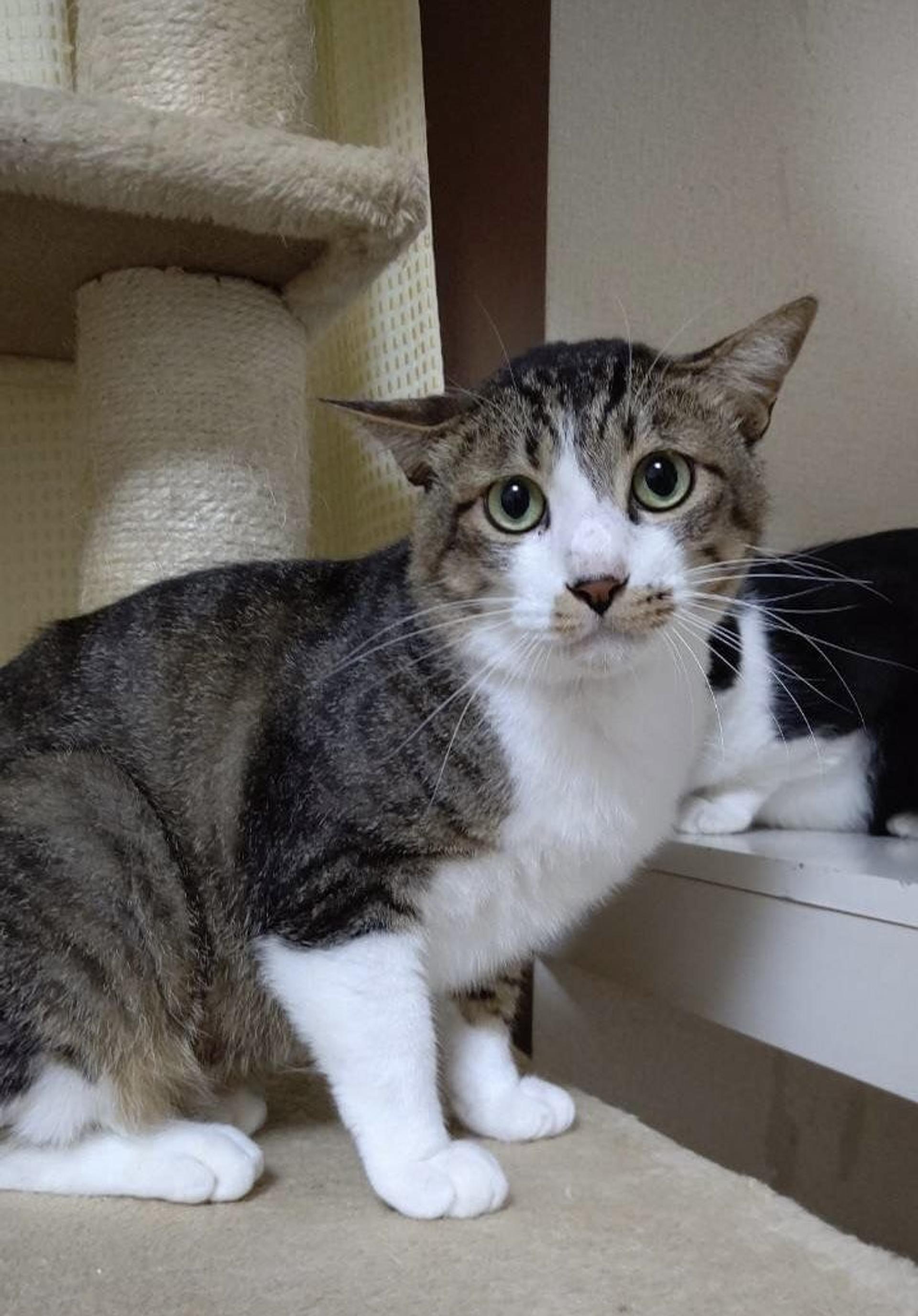 pet-image-2