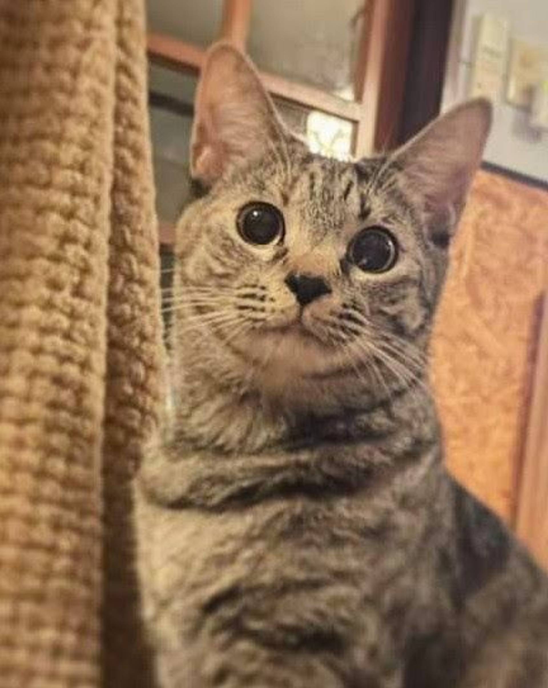 雑種（ミックス猫）・メスの里親募集の写真