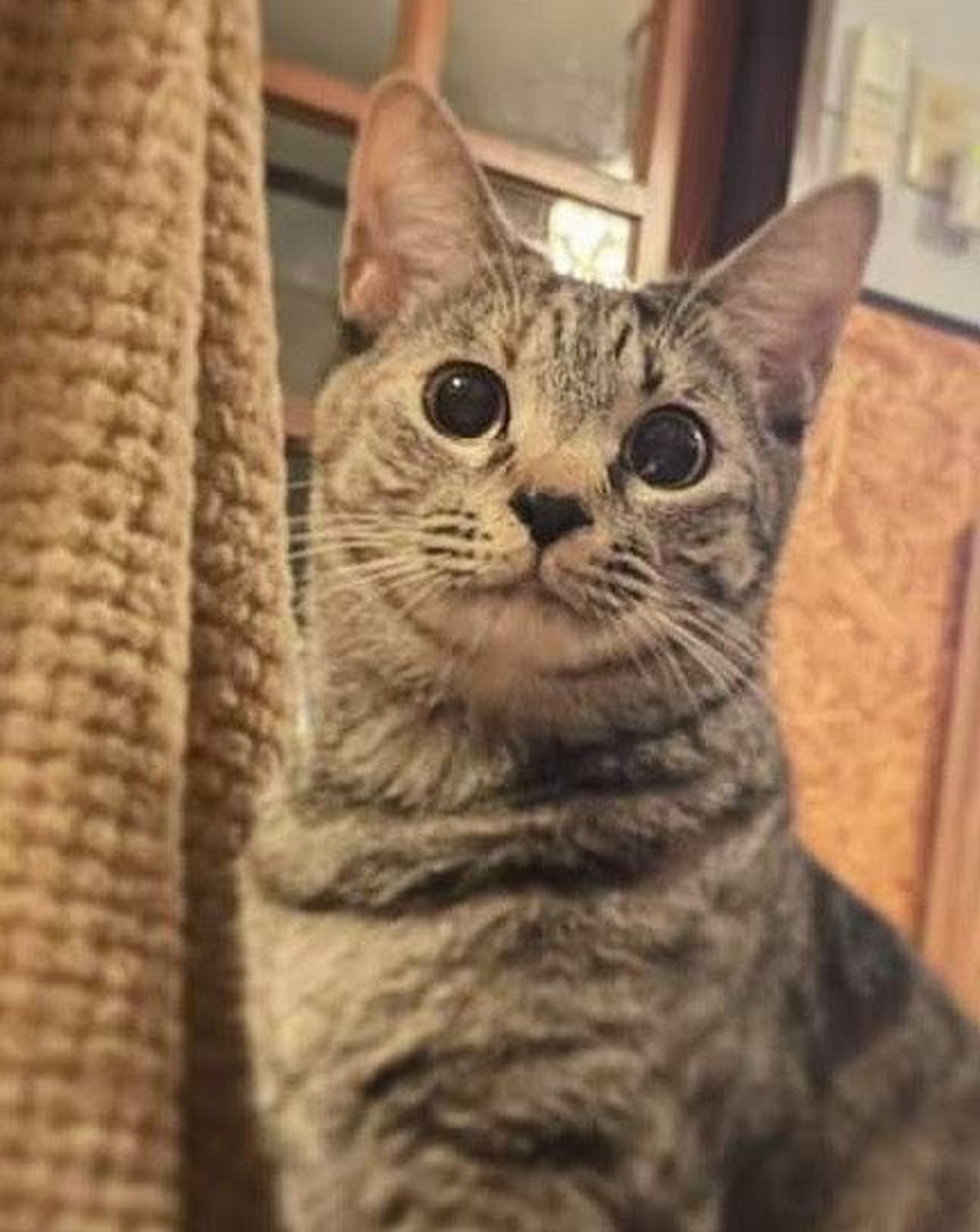 雑種（ミックス猫）・メスの里親募集の写真