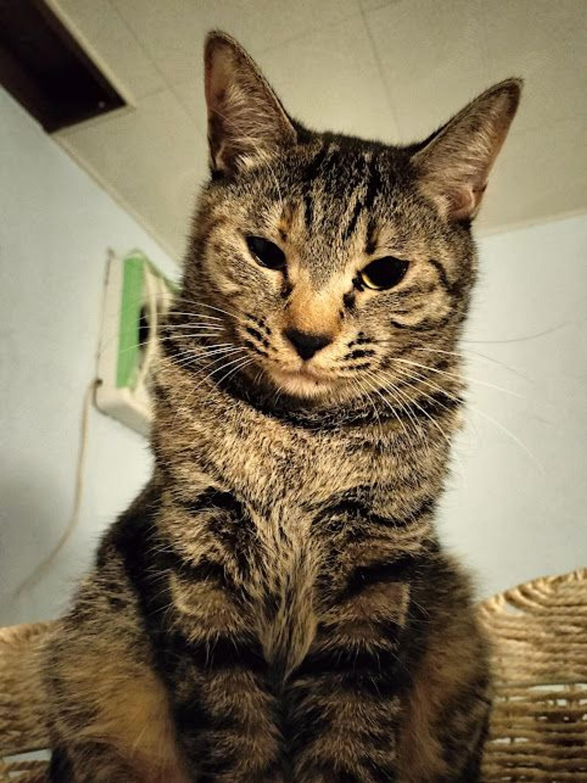 pet-image-8