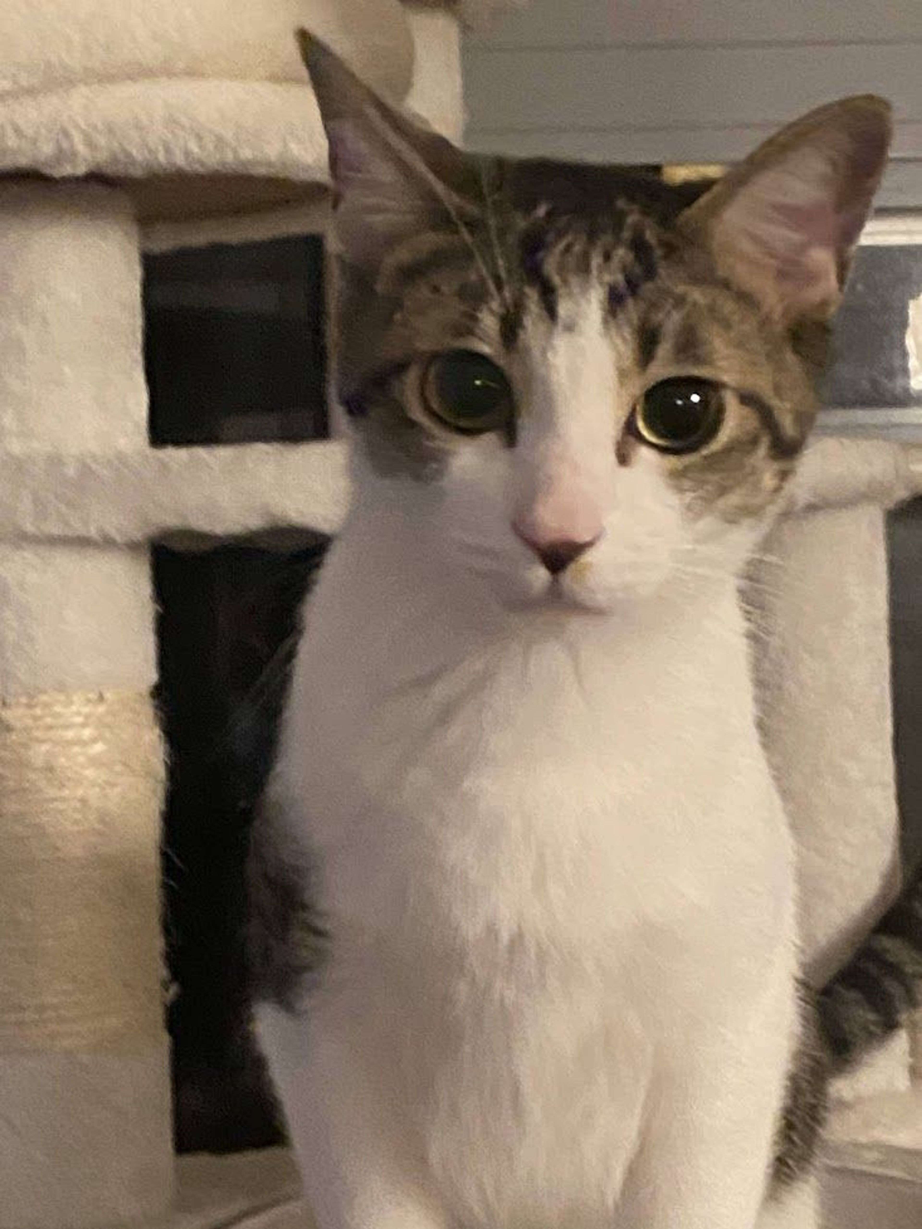 雑種（ミックス猫）・メスの里親募集の写真