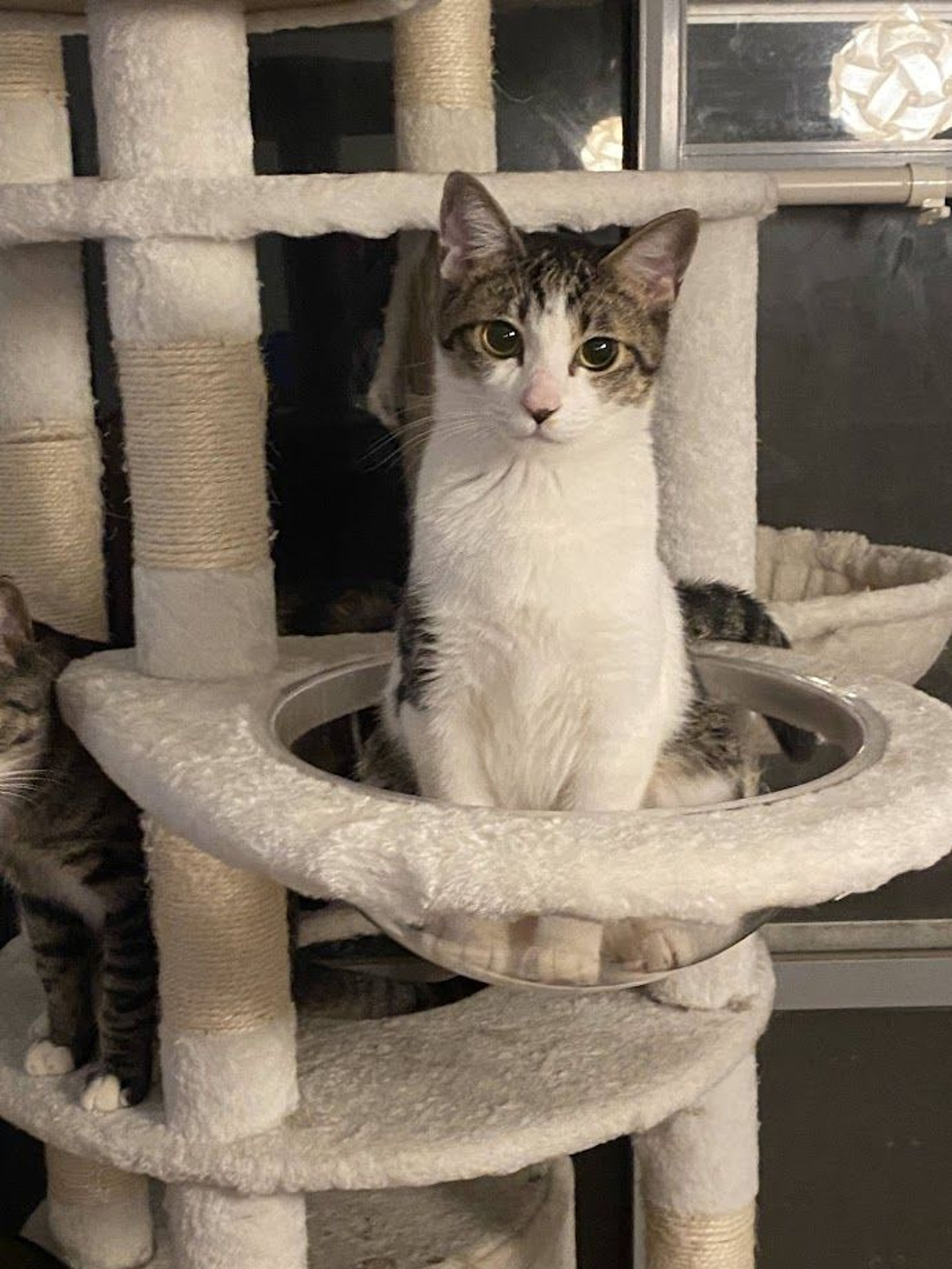 pet-image-2
