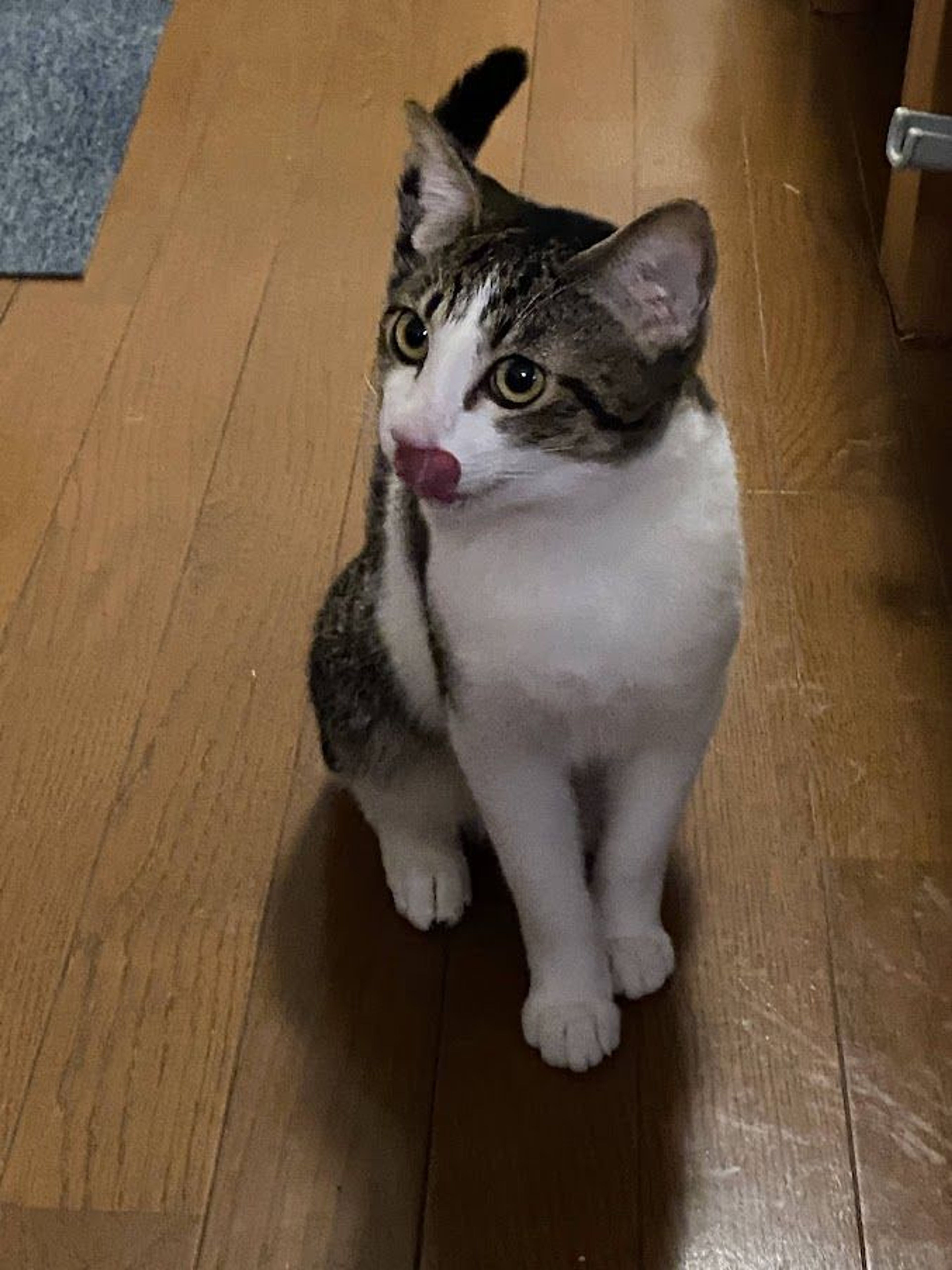 pet-image-3