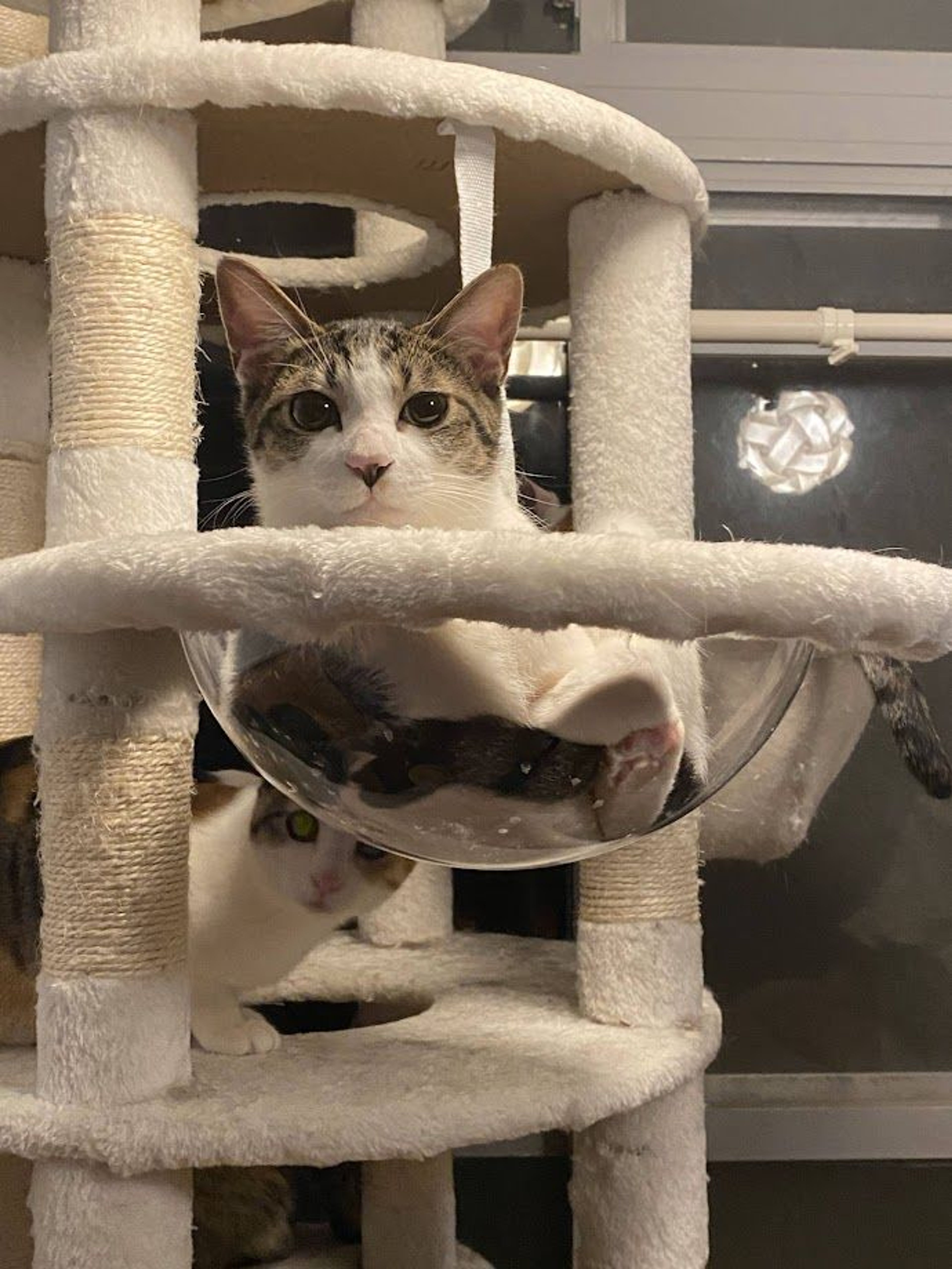 pet-image-4