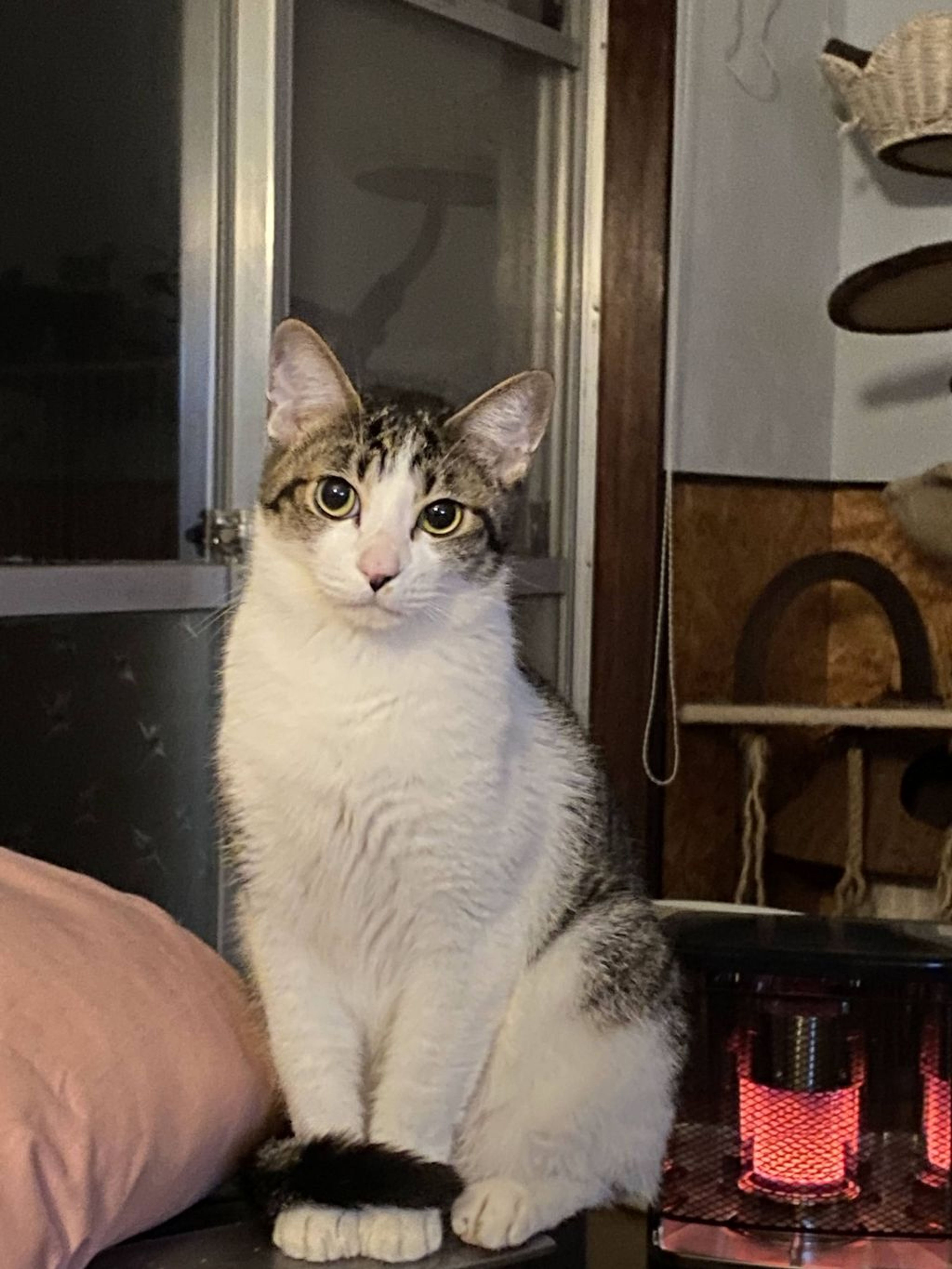 pet-image-5
