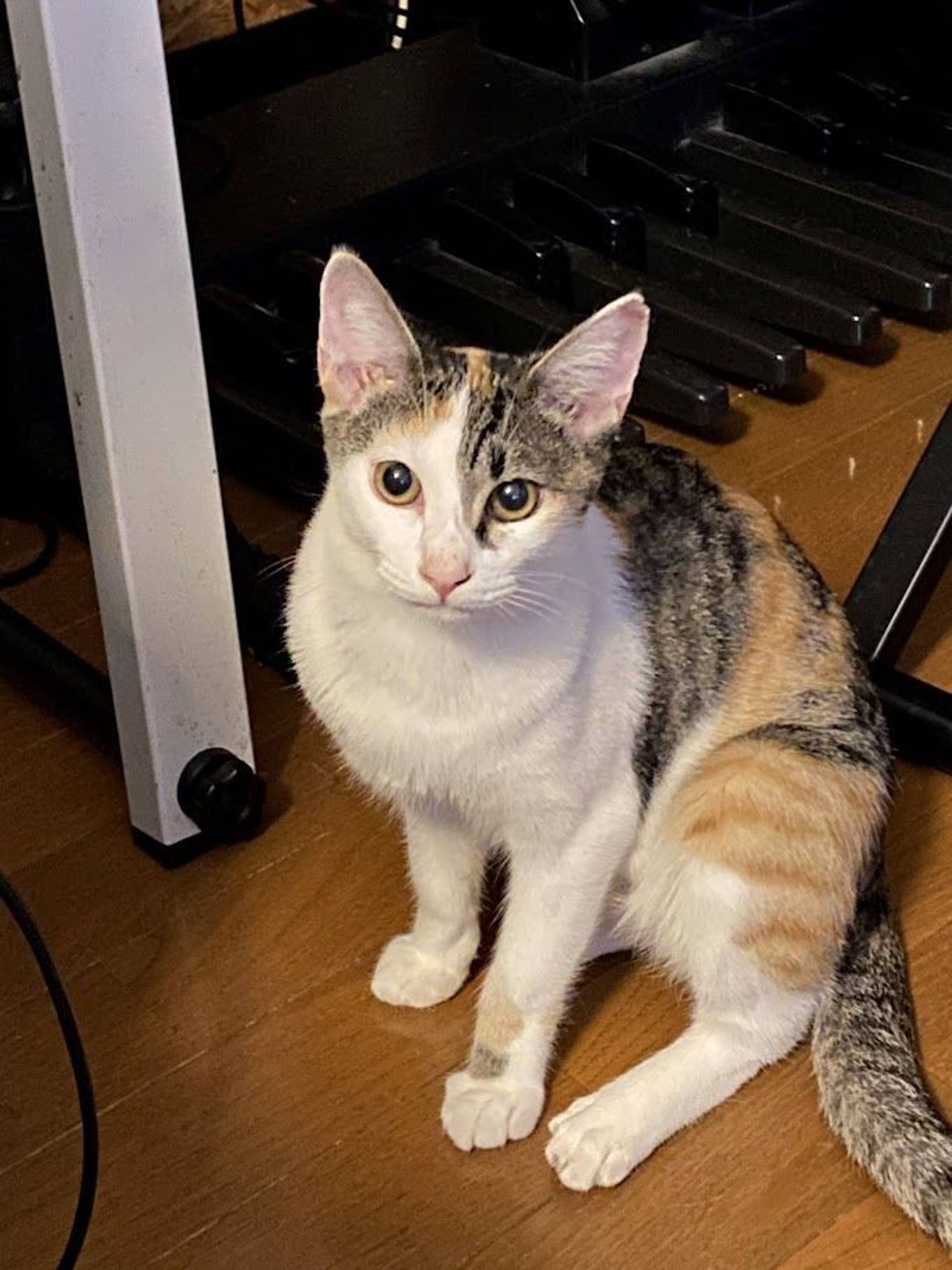 雑種（ミックス猫）・メスの里親募集の写真