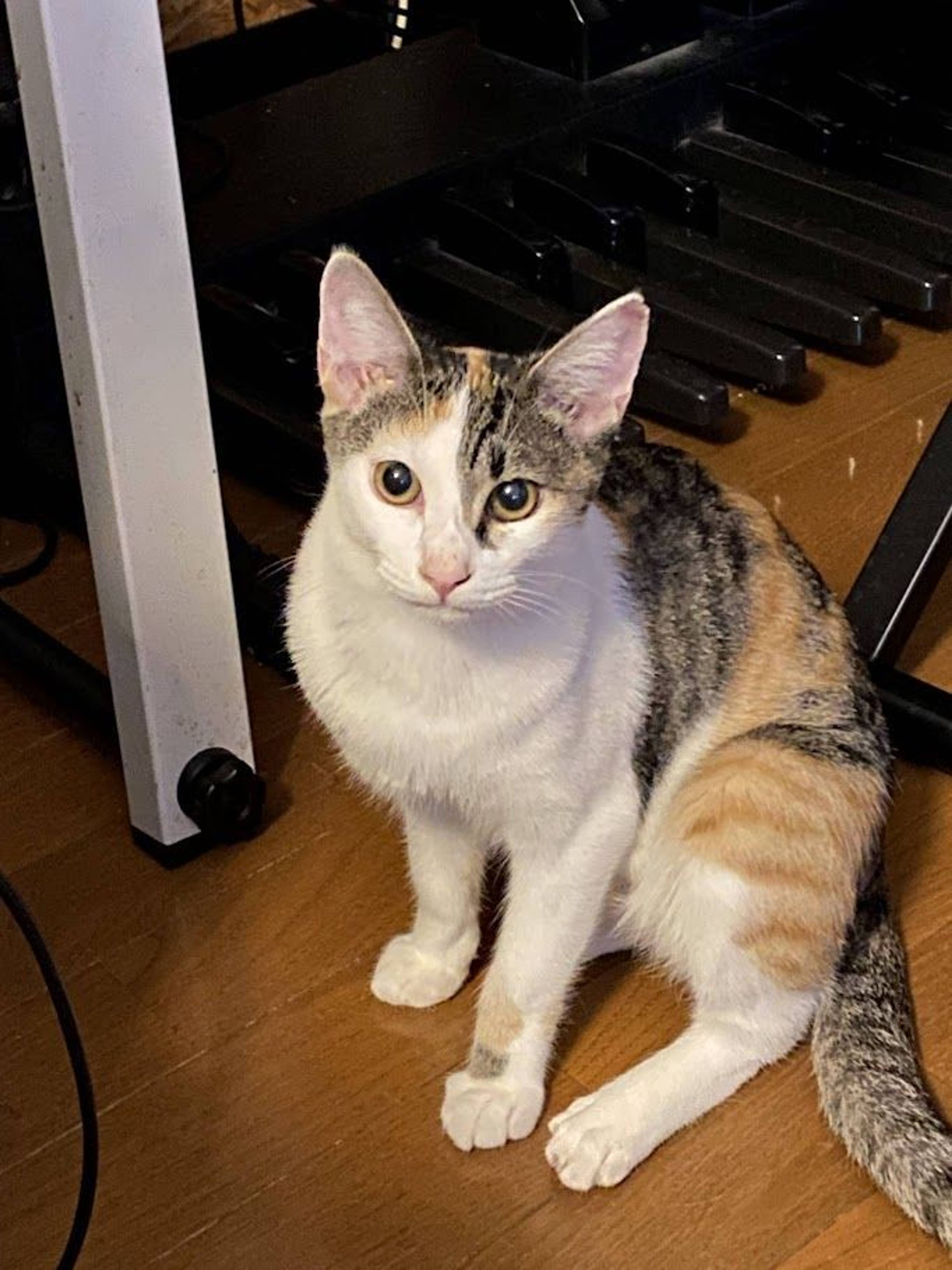 雑種（ミックス猫）・メスの里親募集の写真