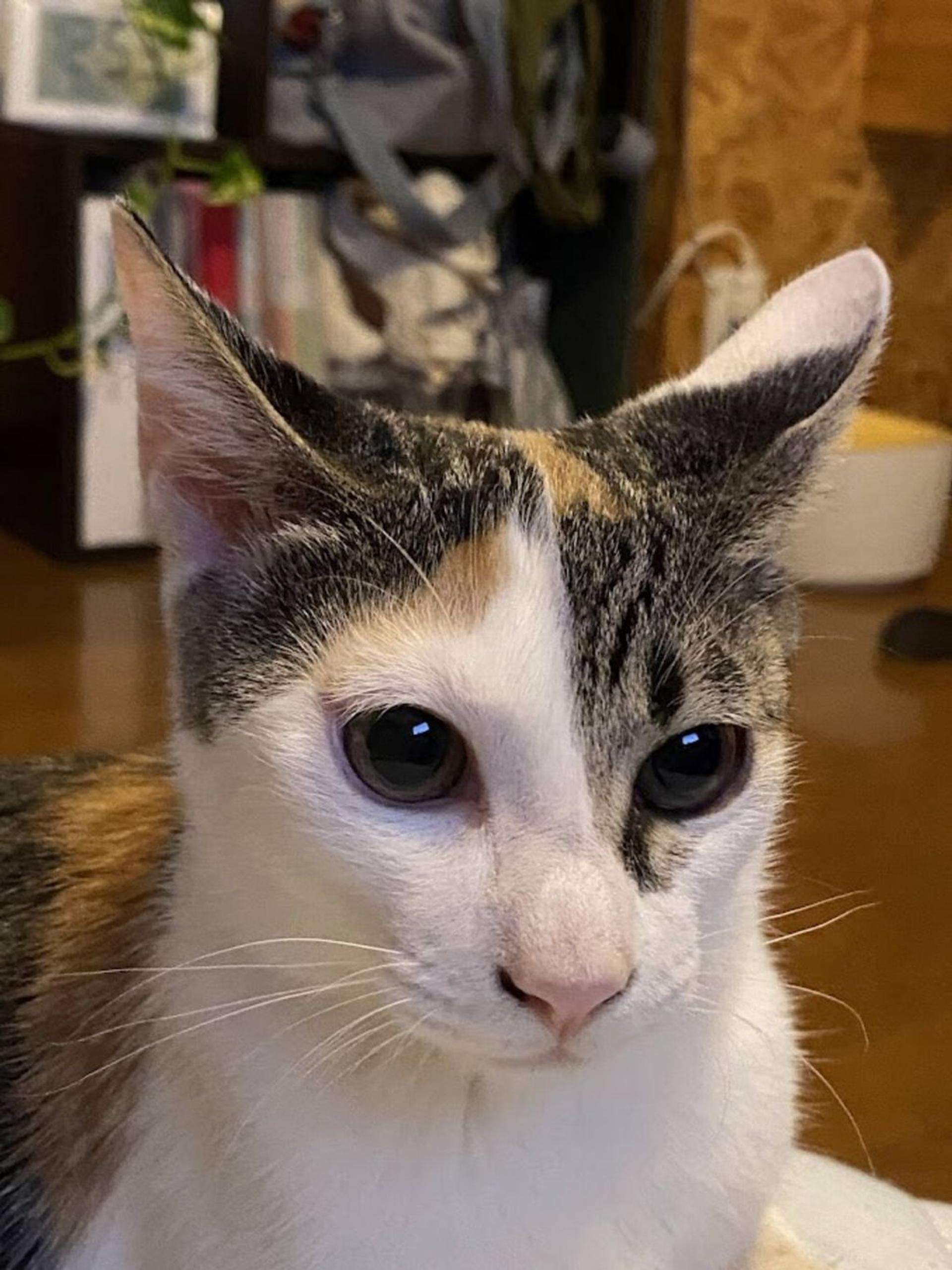 pet-image-2